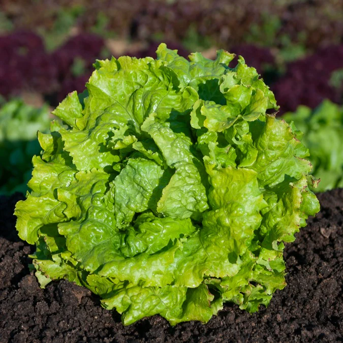 Collection de 3 salades Batavia - Image 4