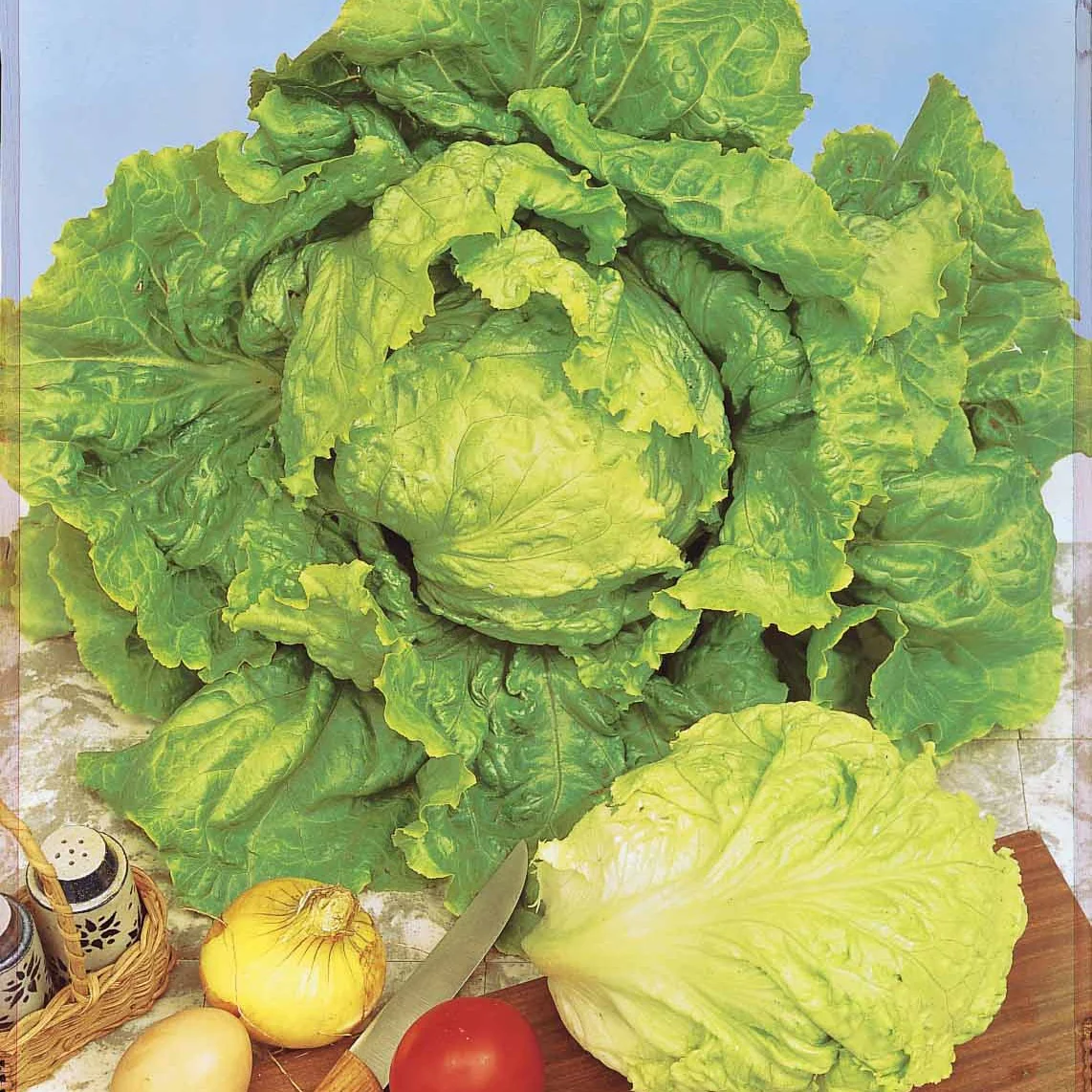 Collection de salades : chicorée, laitue, batavia - Image 3
