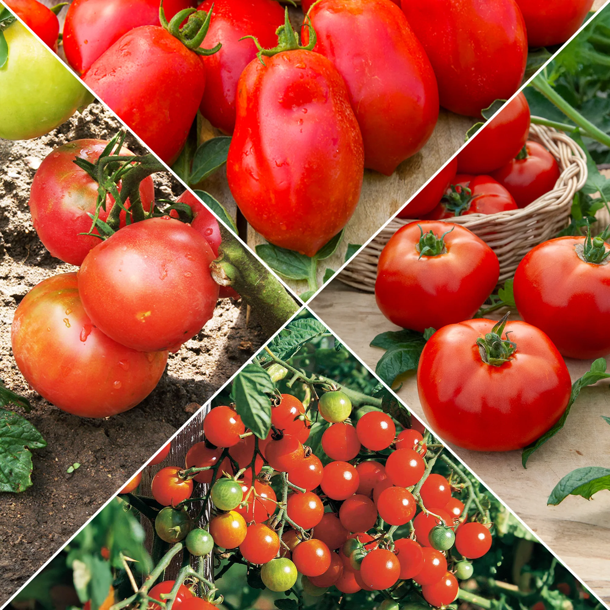 Collection de Tomates