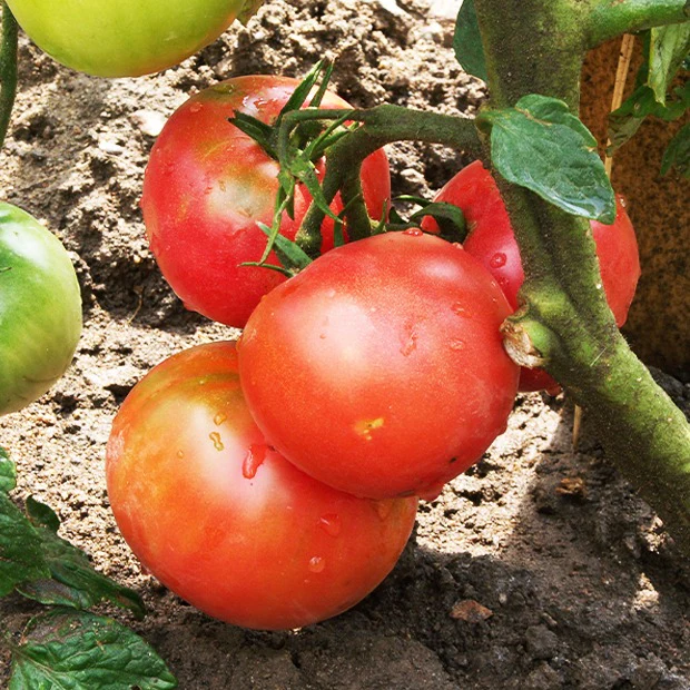 Collection de Tomates - Image 3