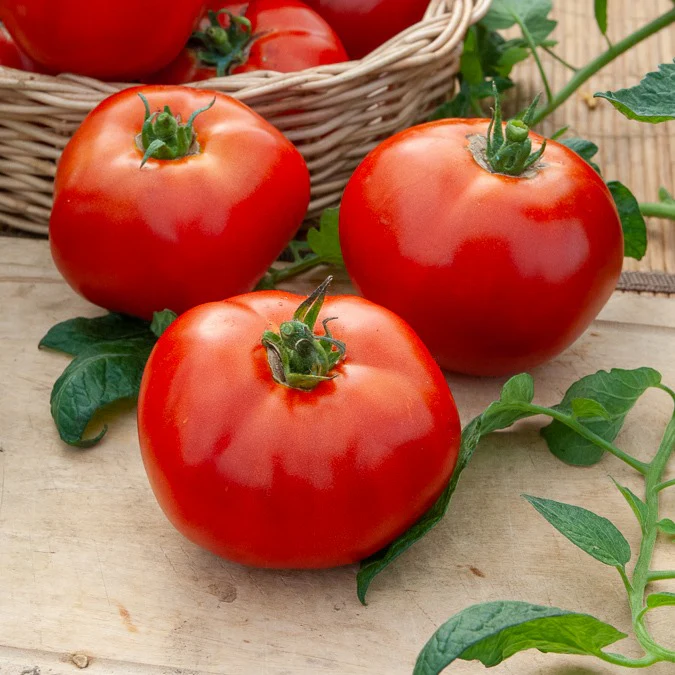 Collection de Tomates - Image 4