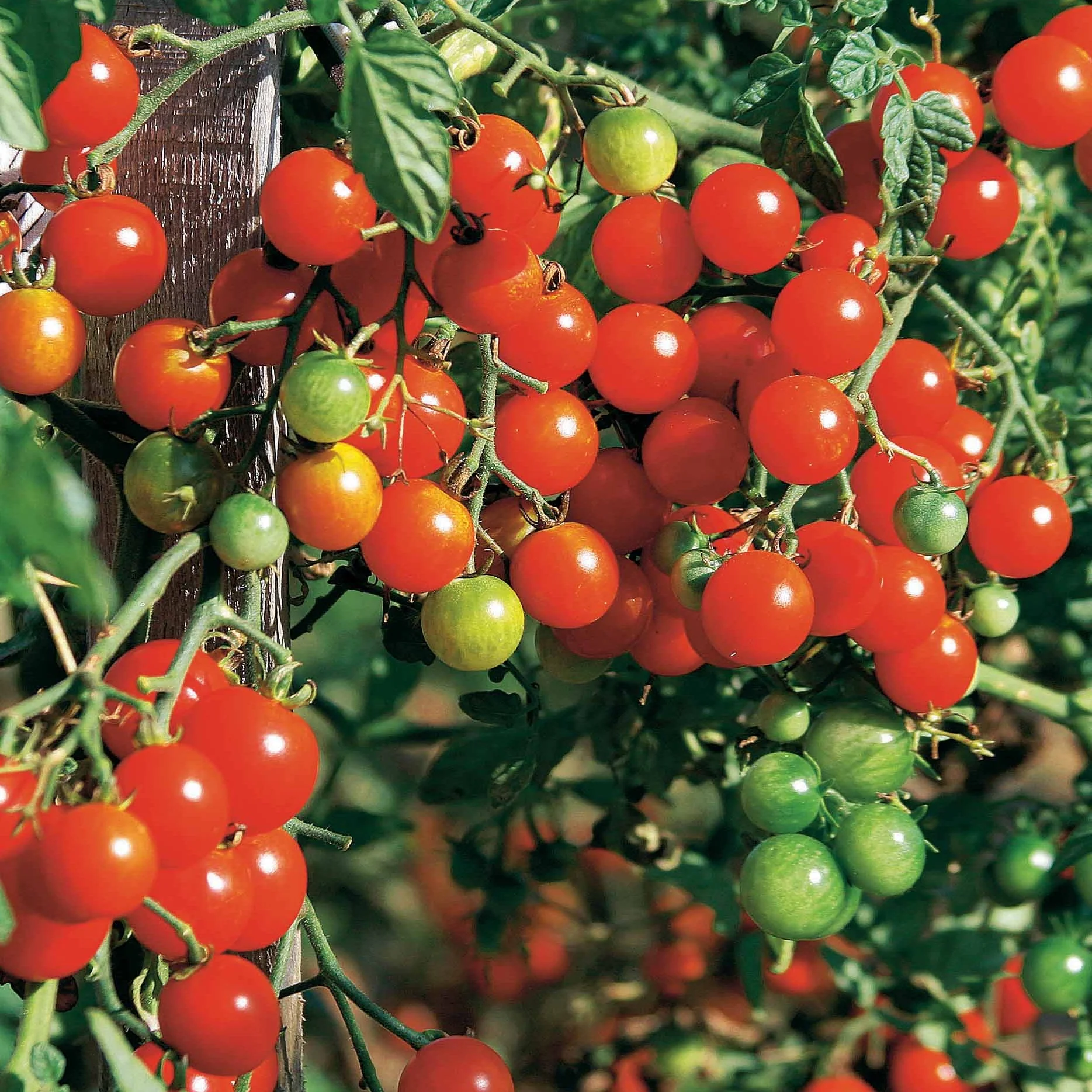 Collection de Tomates - Image 5