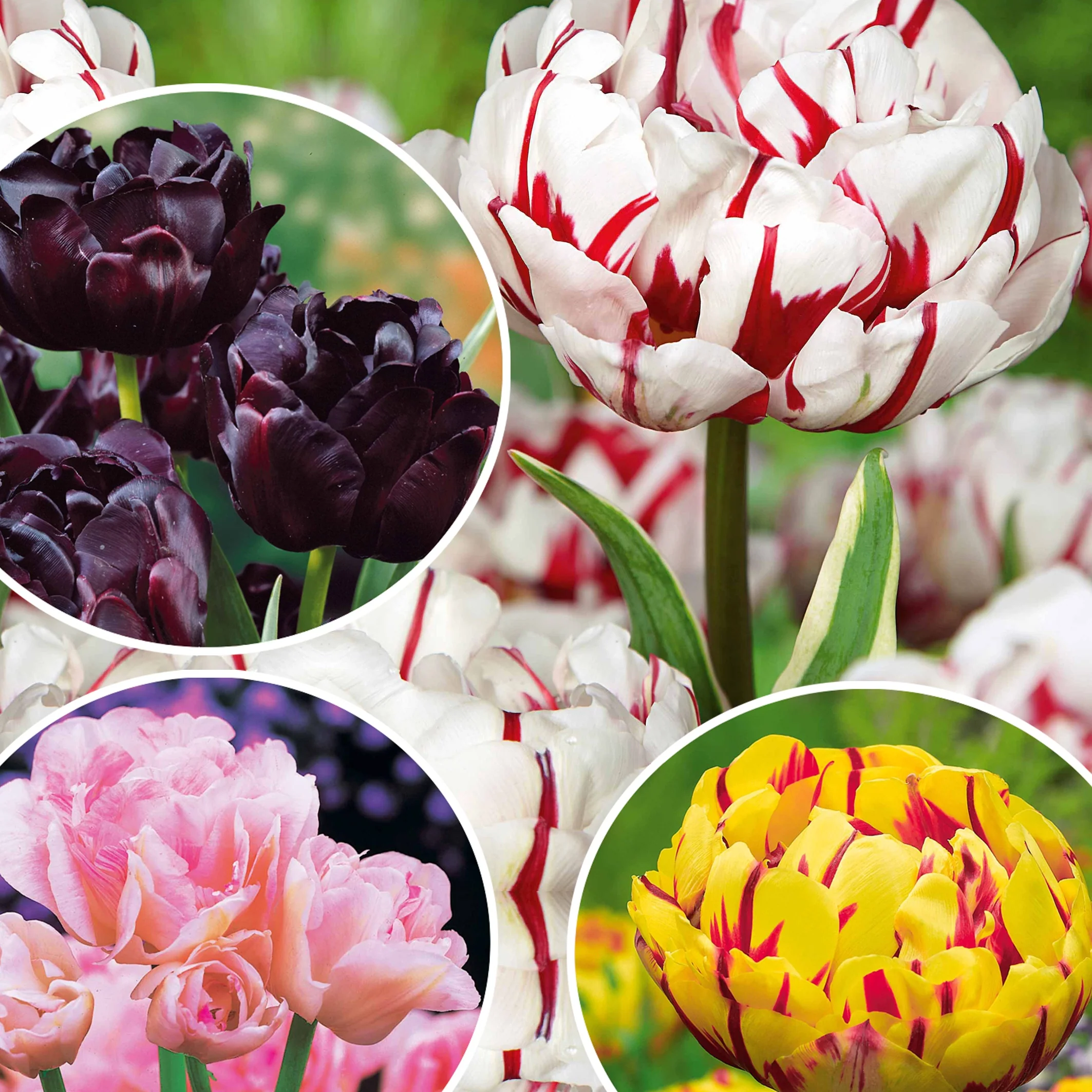 Collection de Tulipes à fleurs de pivoine