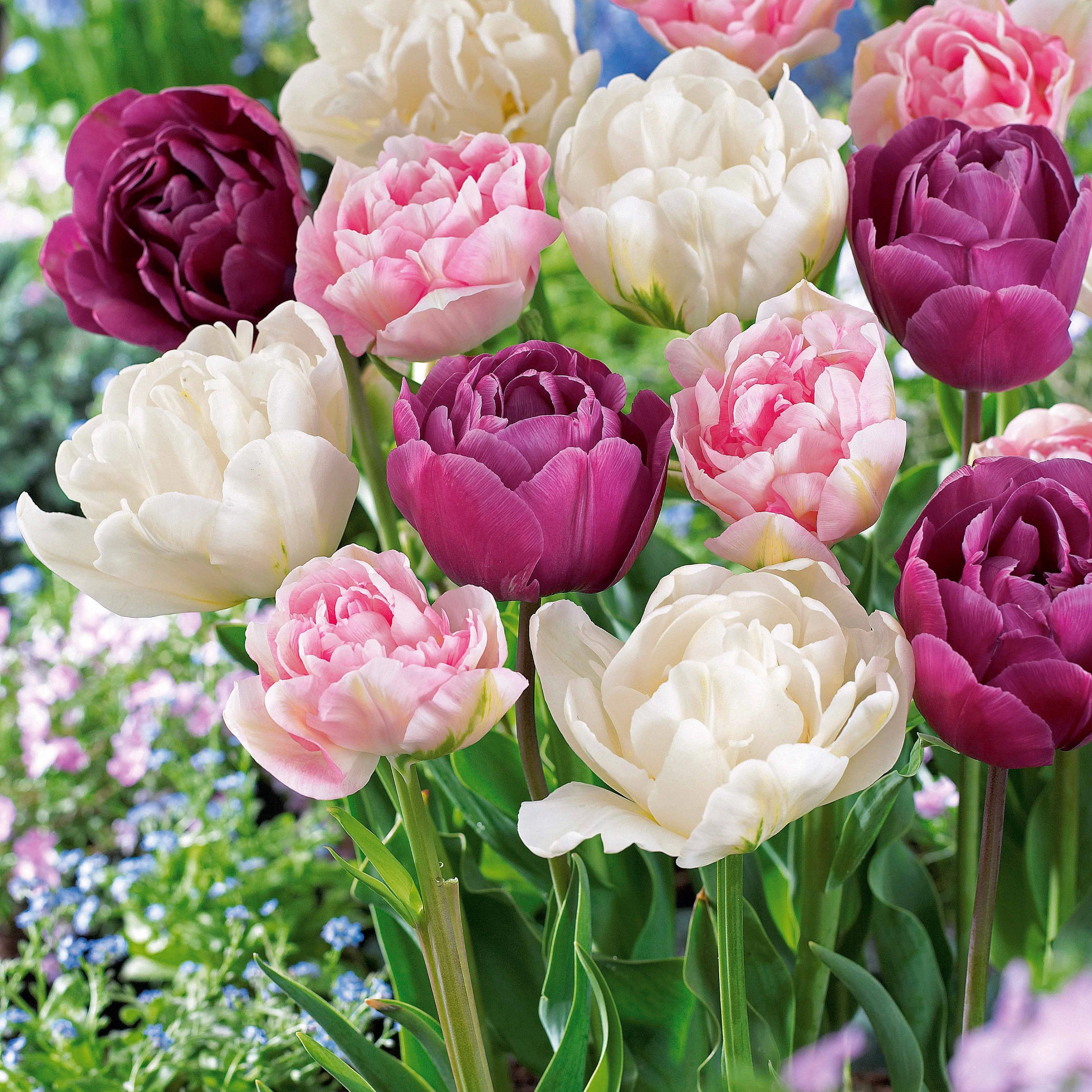 Collection de Tulipes à fleurs de pivoine - Image 2