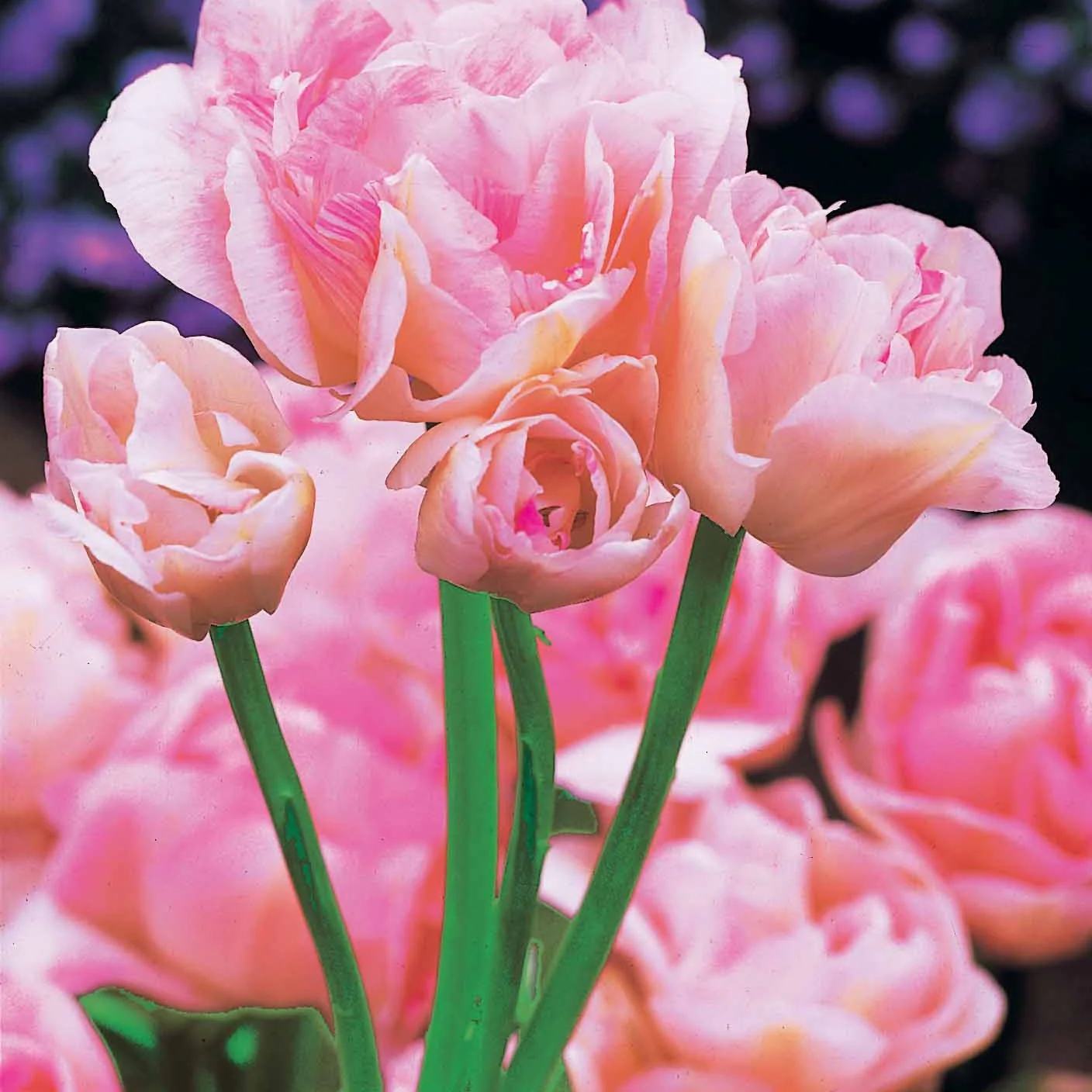 Collection de Tulipes à fleurs de pivoine - Image 6