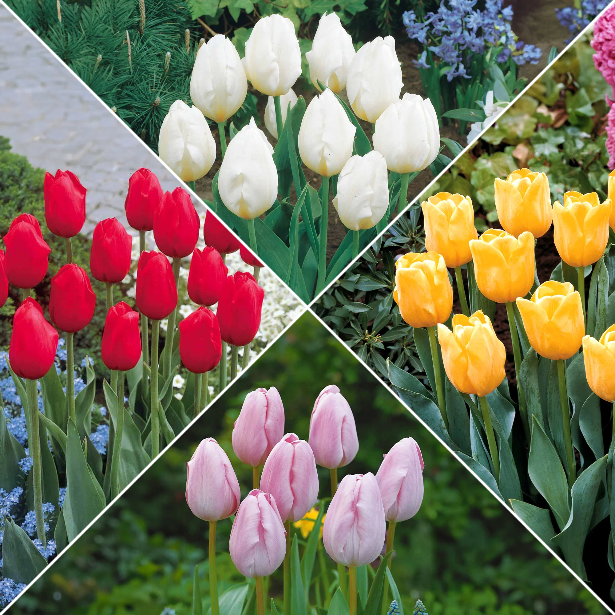 Collection de 20 Tulipes à longues tiges