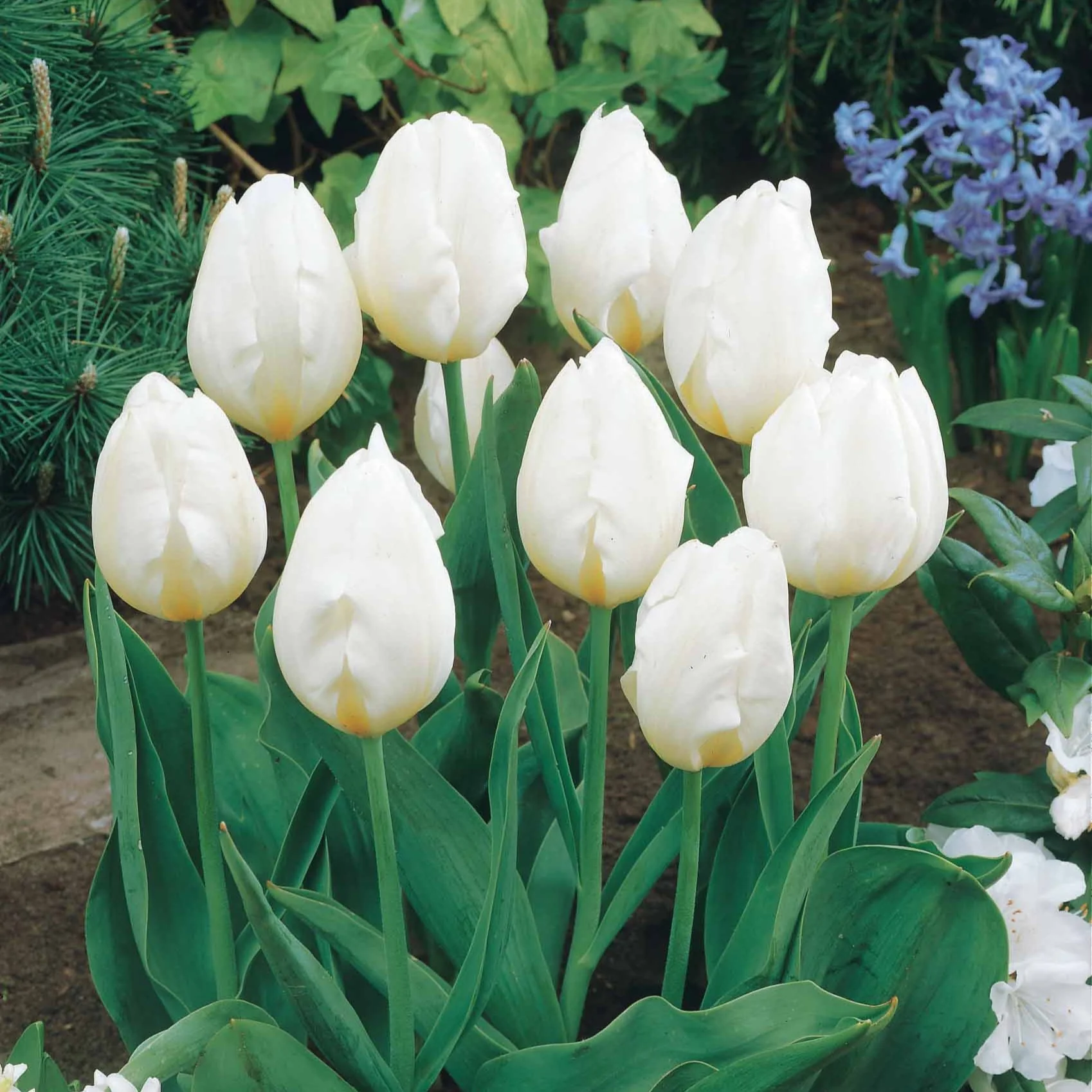Collection de 20 Tulipes à longues tiges - Image 2