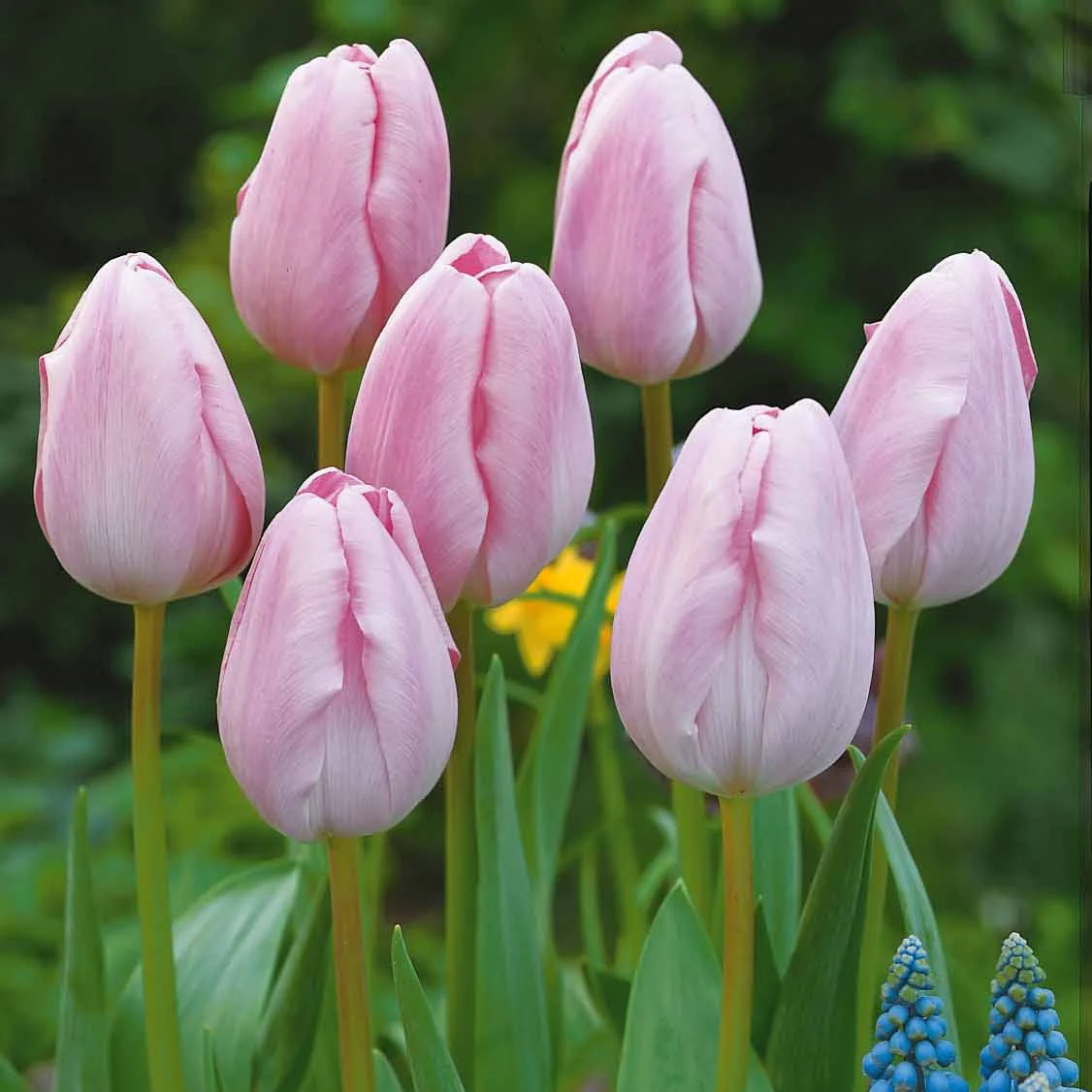 Collection de 20 Tulipes à longues tiges - Image 3