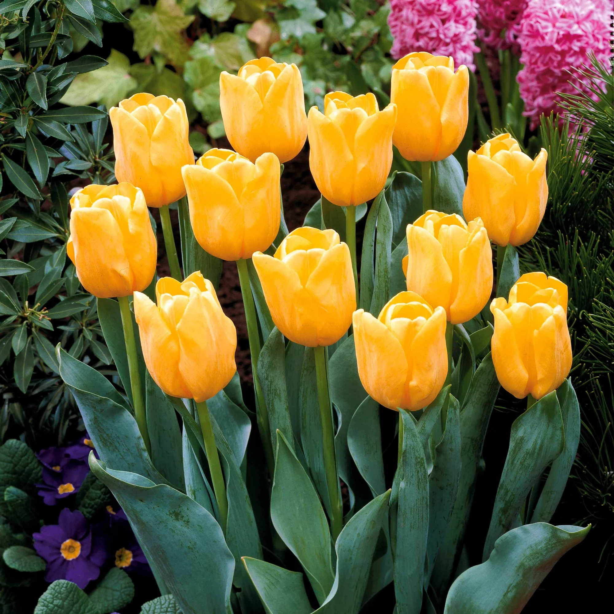 Collection de 20 Tulipes à longues tiges - Image 4