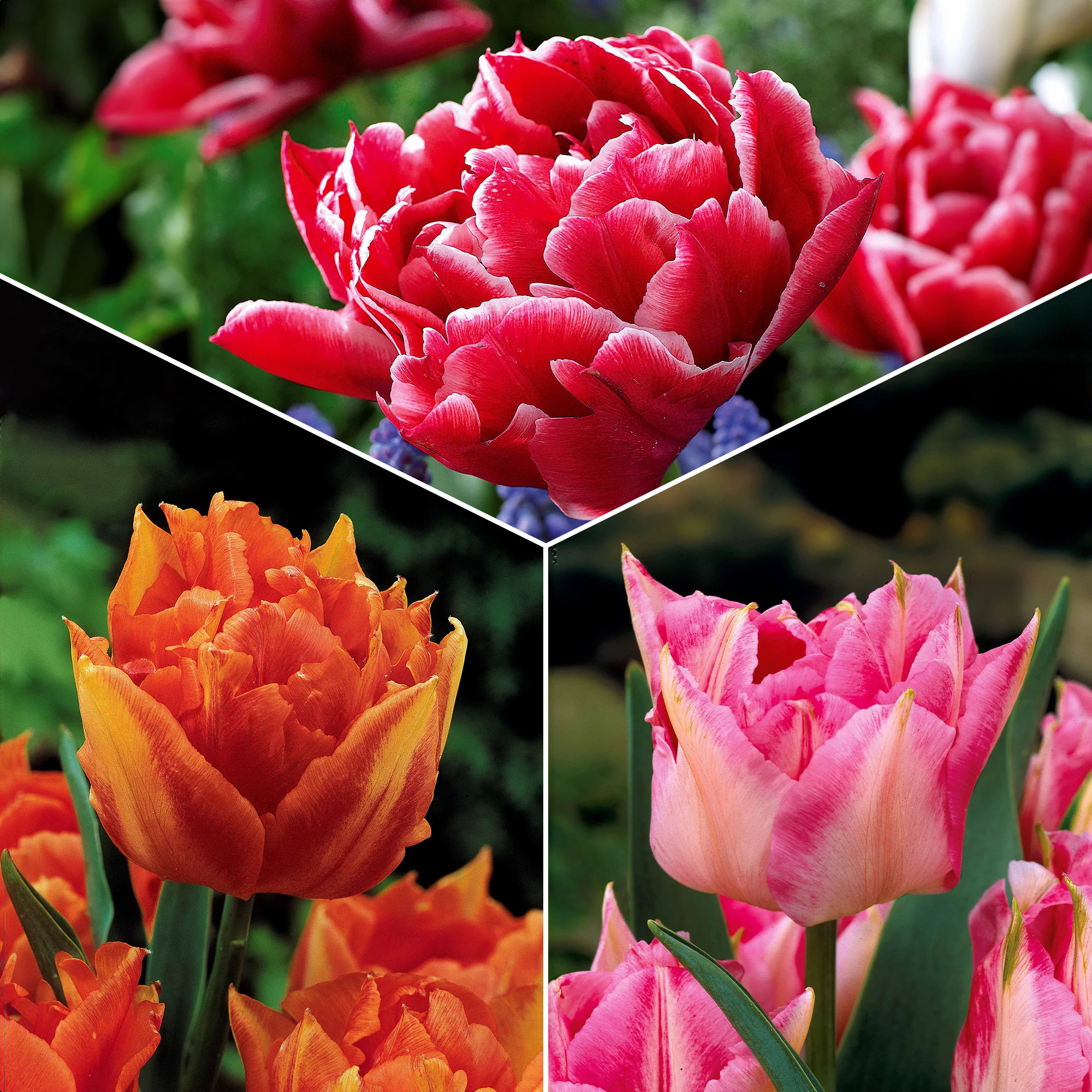 Collection de 25 Tulipes doubles Murillo