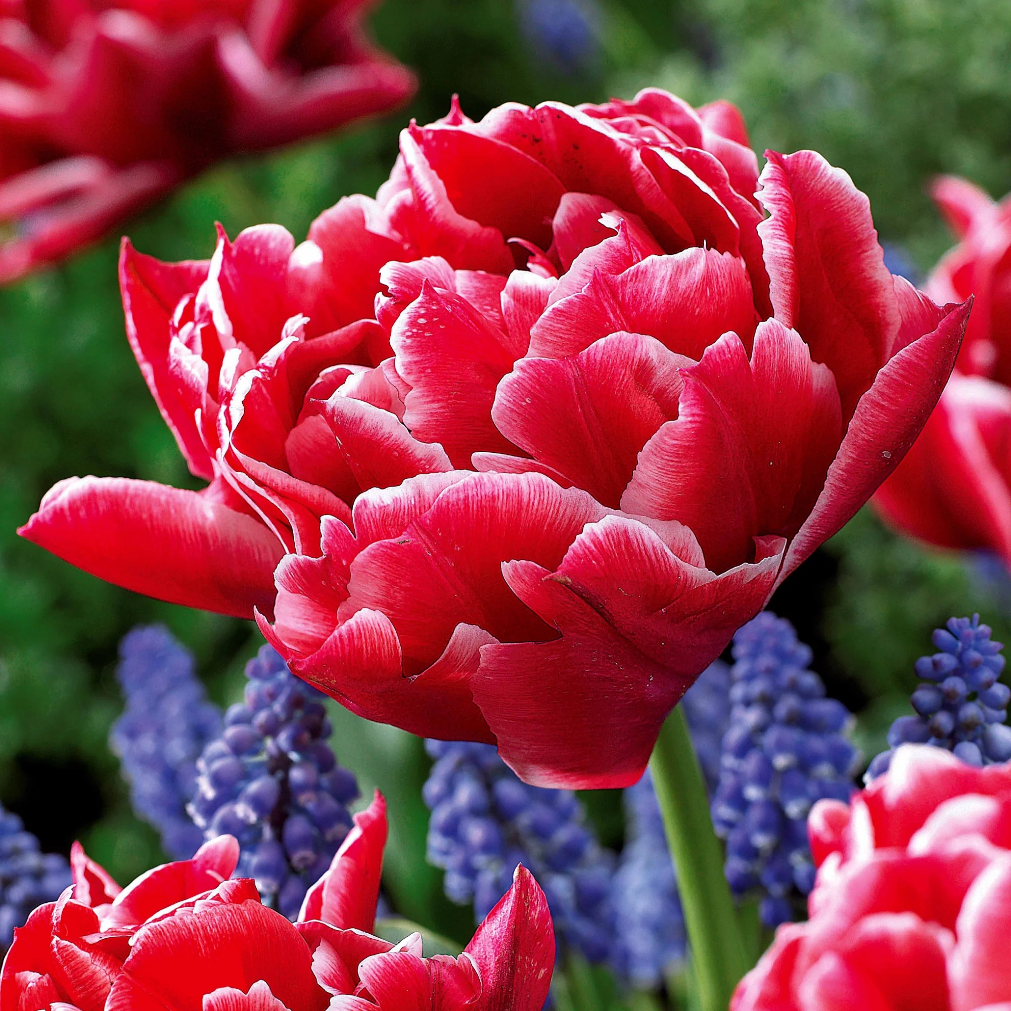 Collection de 25 Tulipes doubles Murillo - Image 2