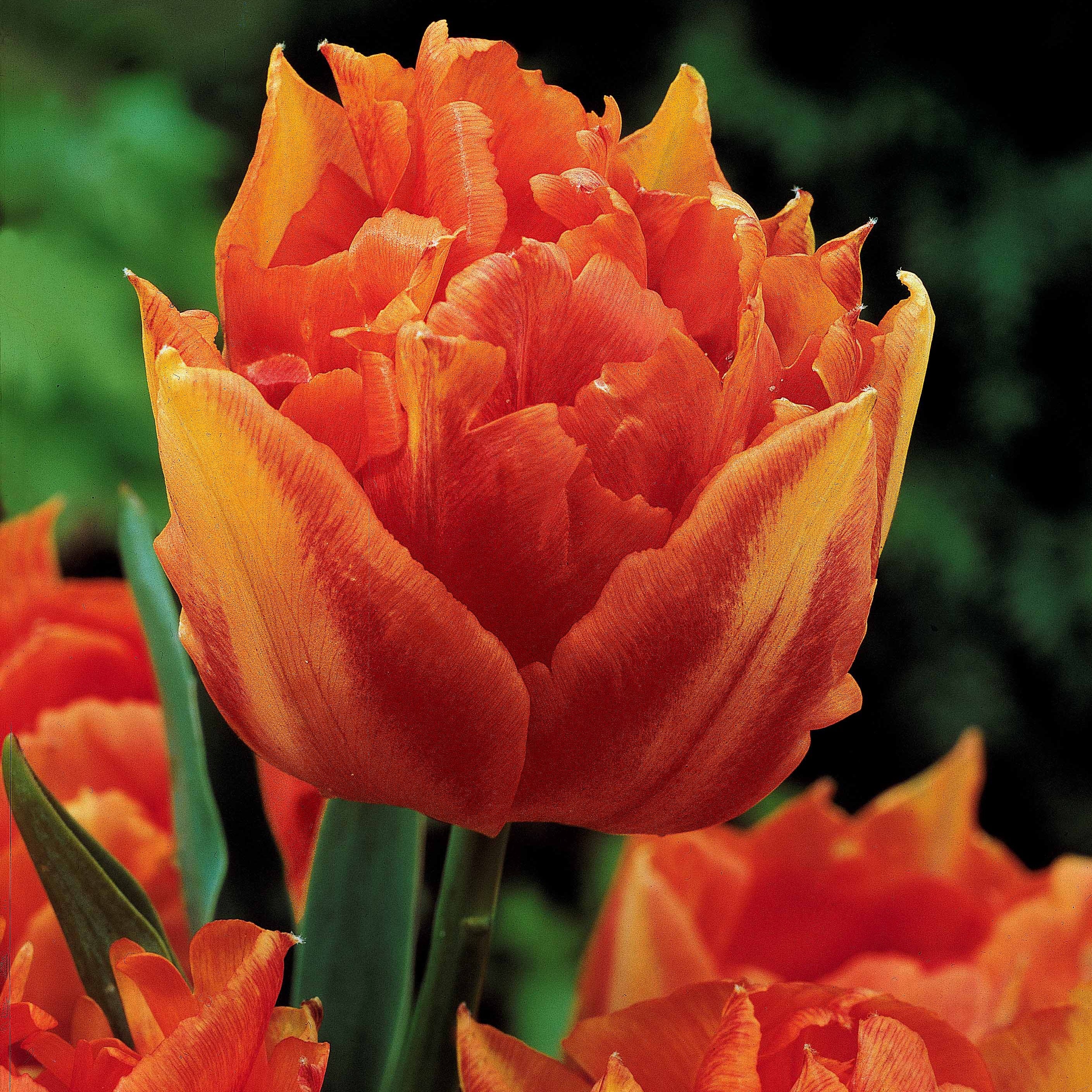Collection de 25 Tulipes doubles Murillo - Image 3