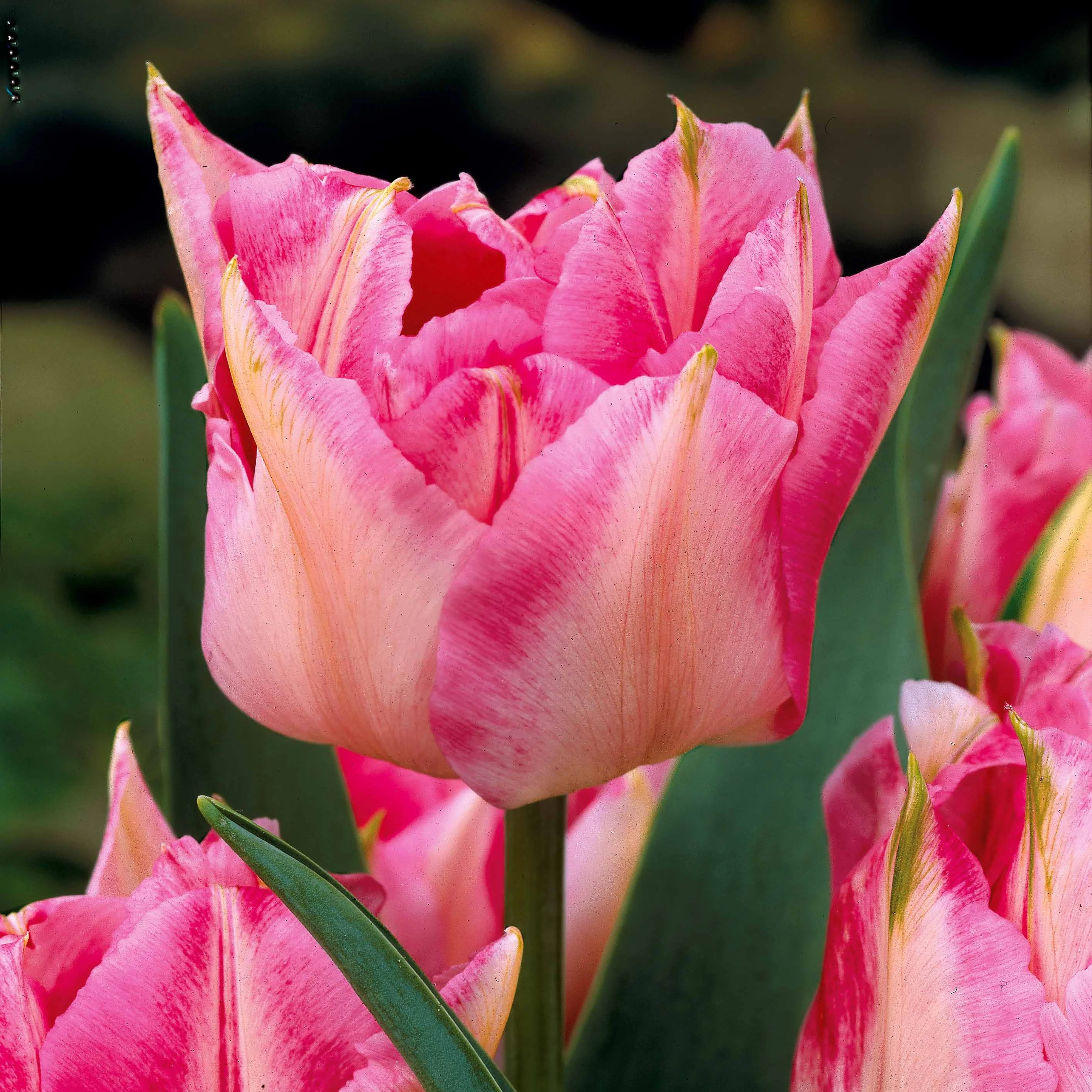 Collection de 25 Tulipes doubles Murillo - Image 4