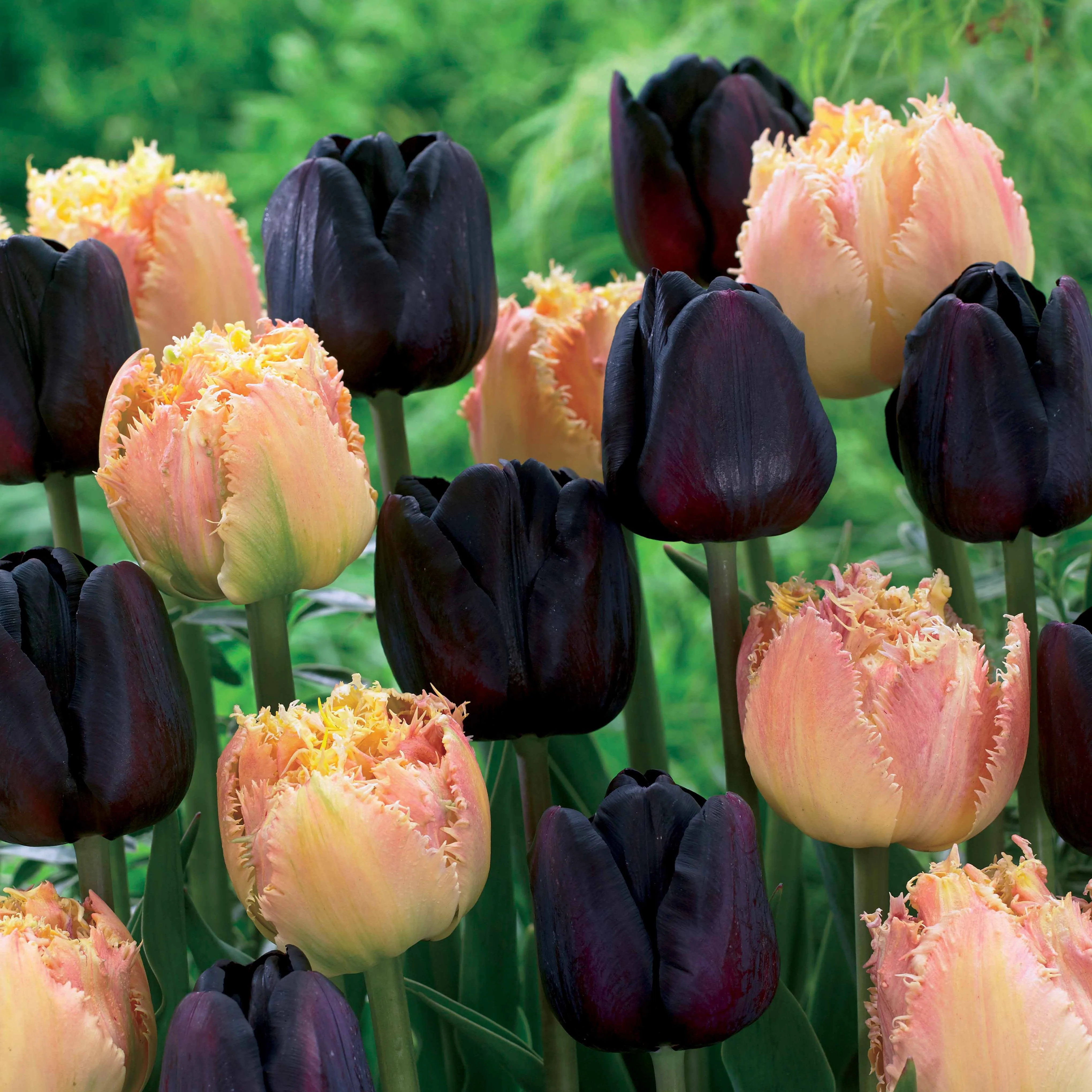 Collection de 10 Tulipes Esprit et Paul Sherer