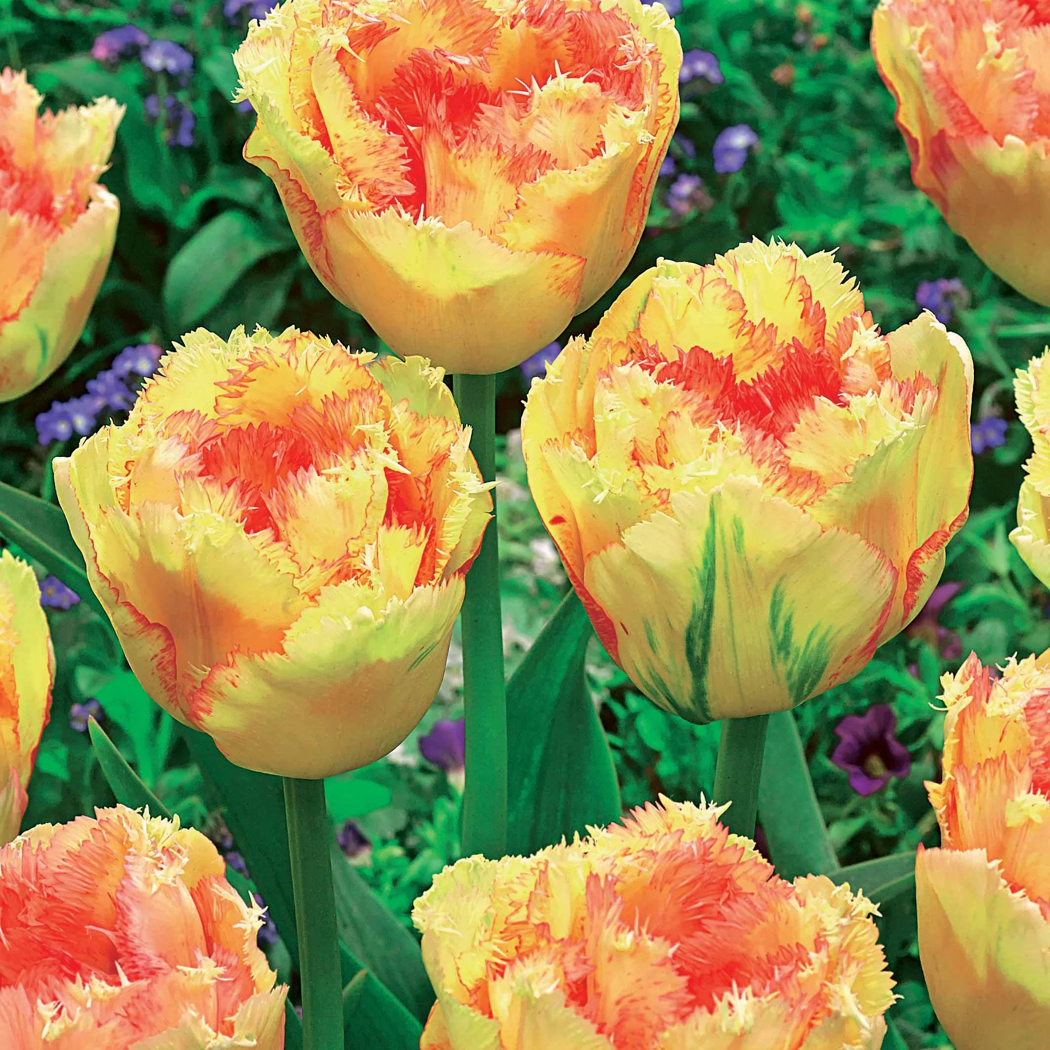 Collection de 15 Tulipes frangées : Queensland, Mascotte, Vaya con Dios - Image 3