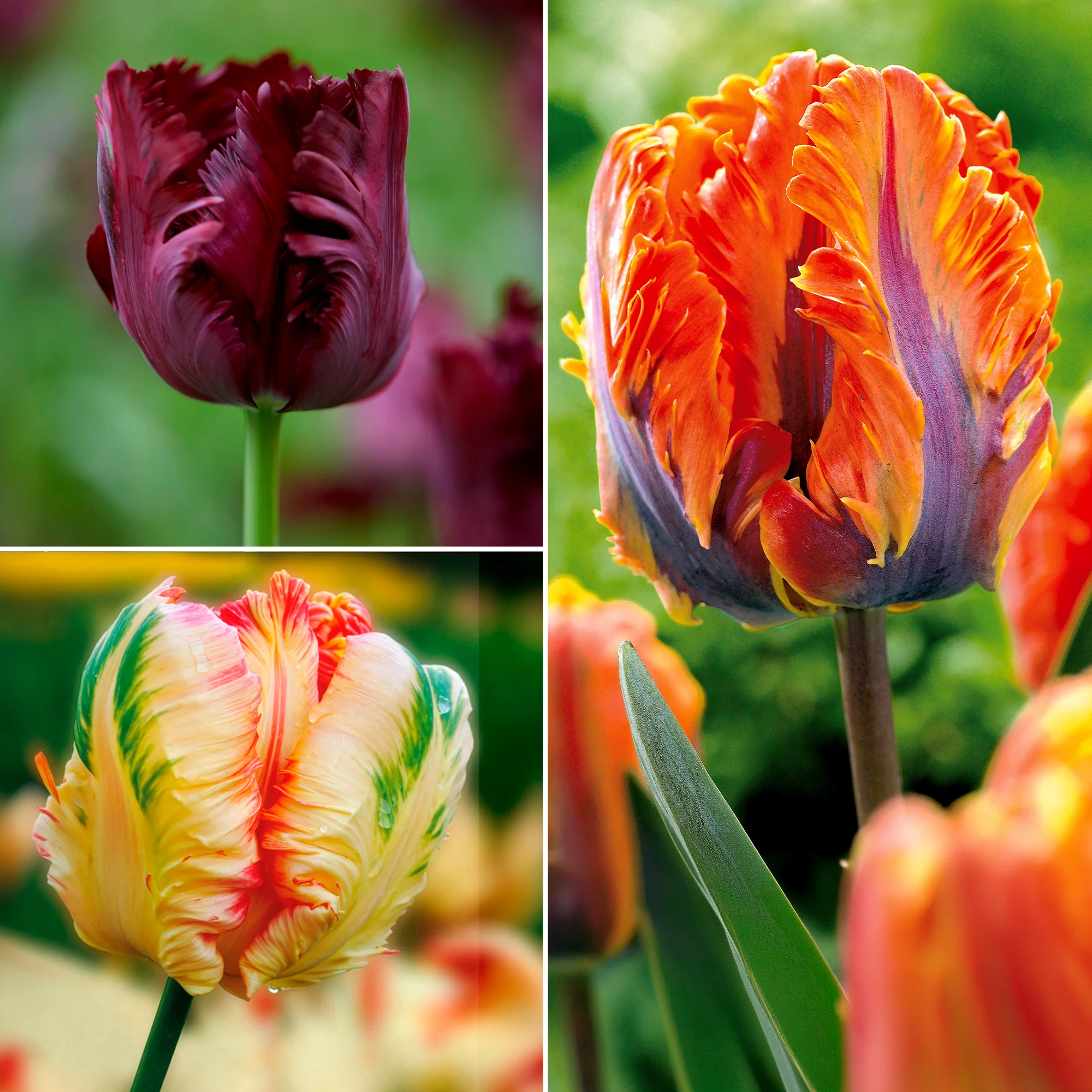 Collection de 24 Tulipes perroquet : Princesse Irene, Black Parrot, Apric