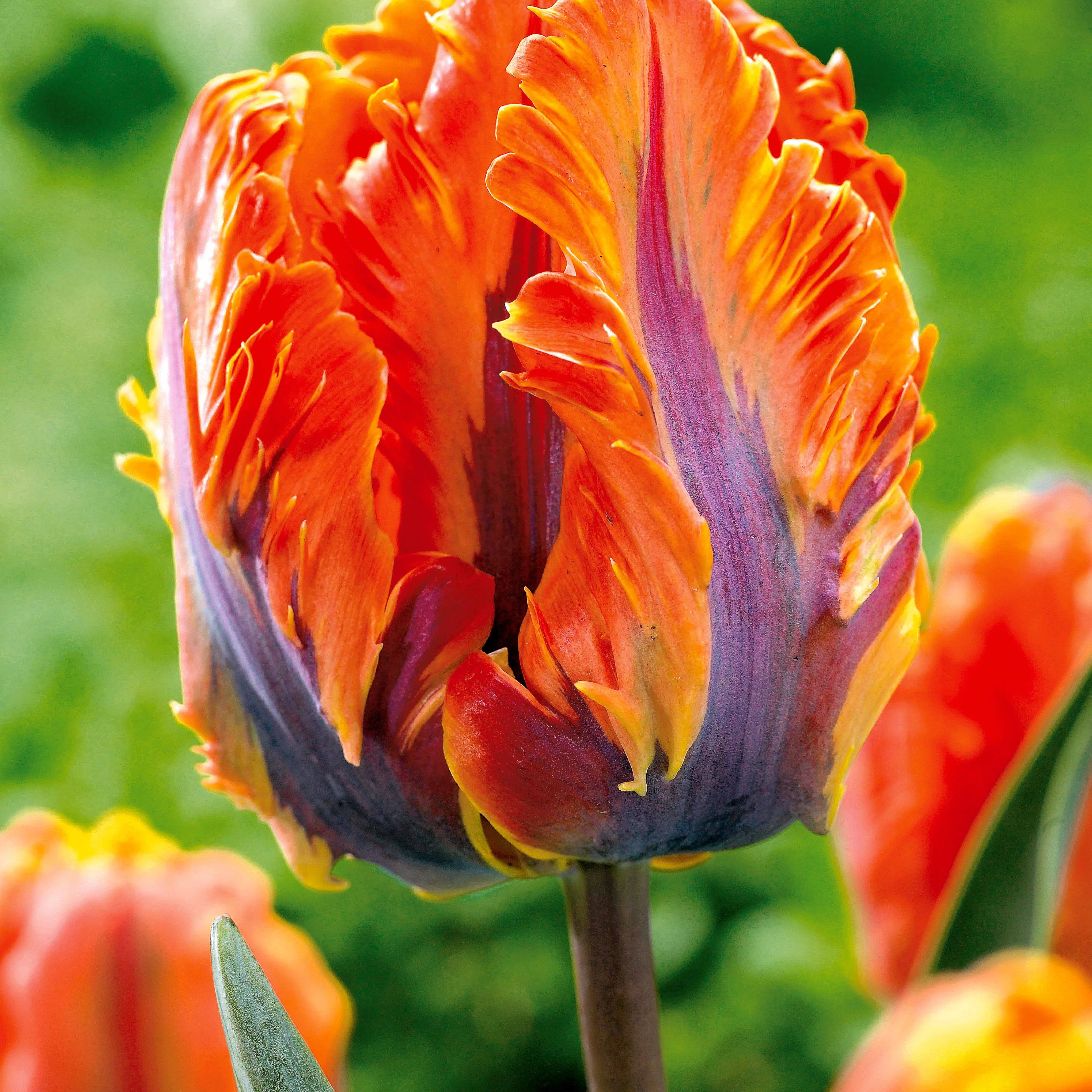 Collection de 24 Tulipes perroquet : Princesse Irene, Black Parrot, Apric - Image 2