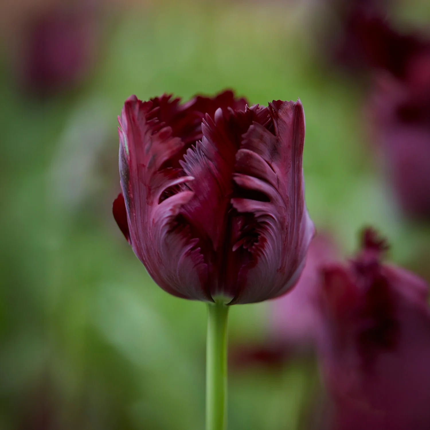 Collection de 24 Tulipes perroquet : Princesse Irene, Black Parrot, Apric - Image 3