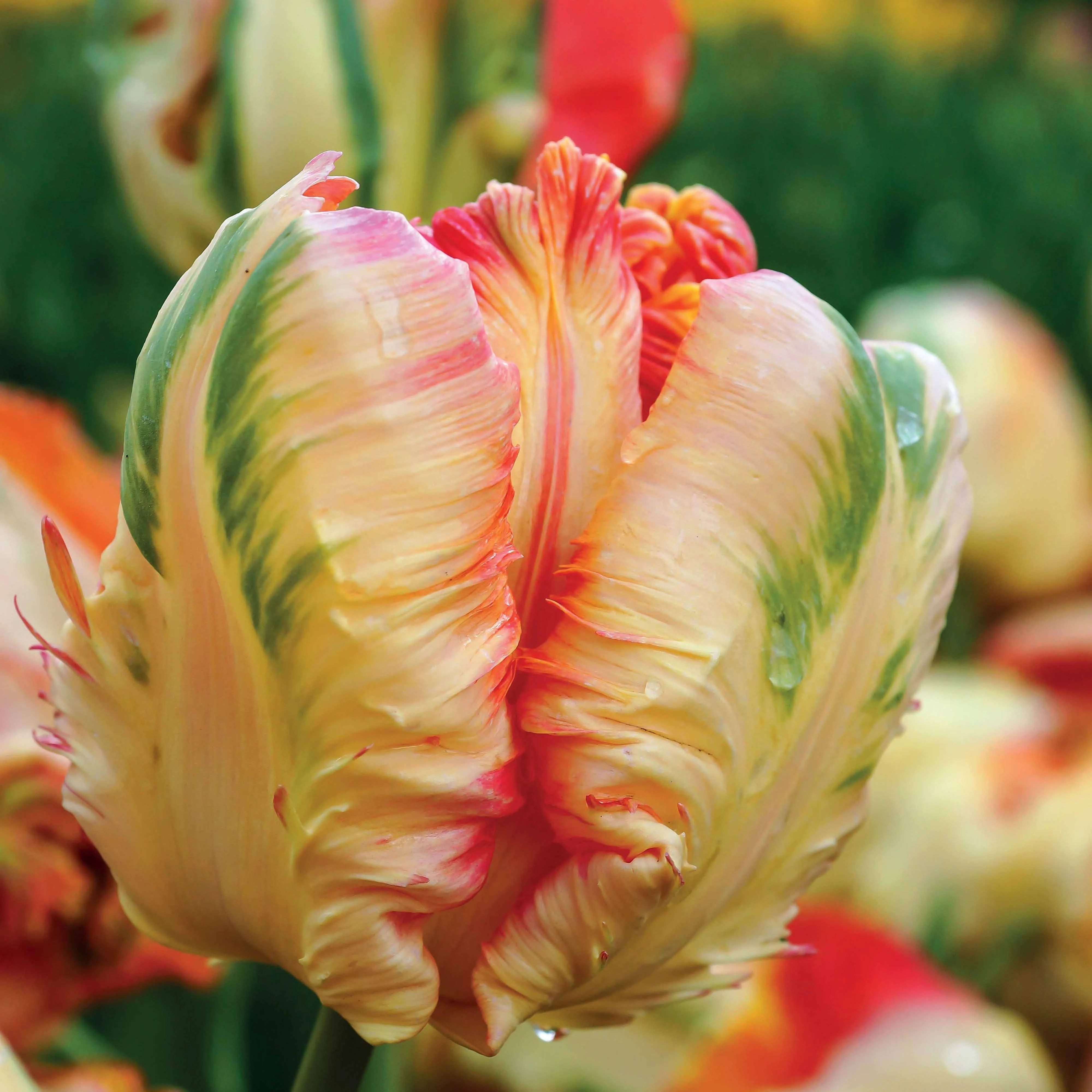 Collection de 24 Tulipes perroquet : Princesse Irene, Black Parrot, Apric - Image 4