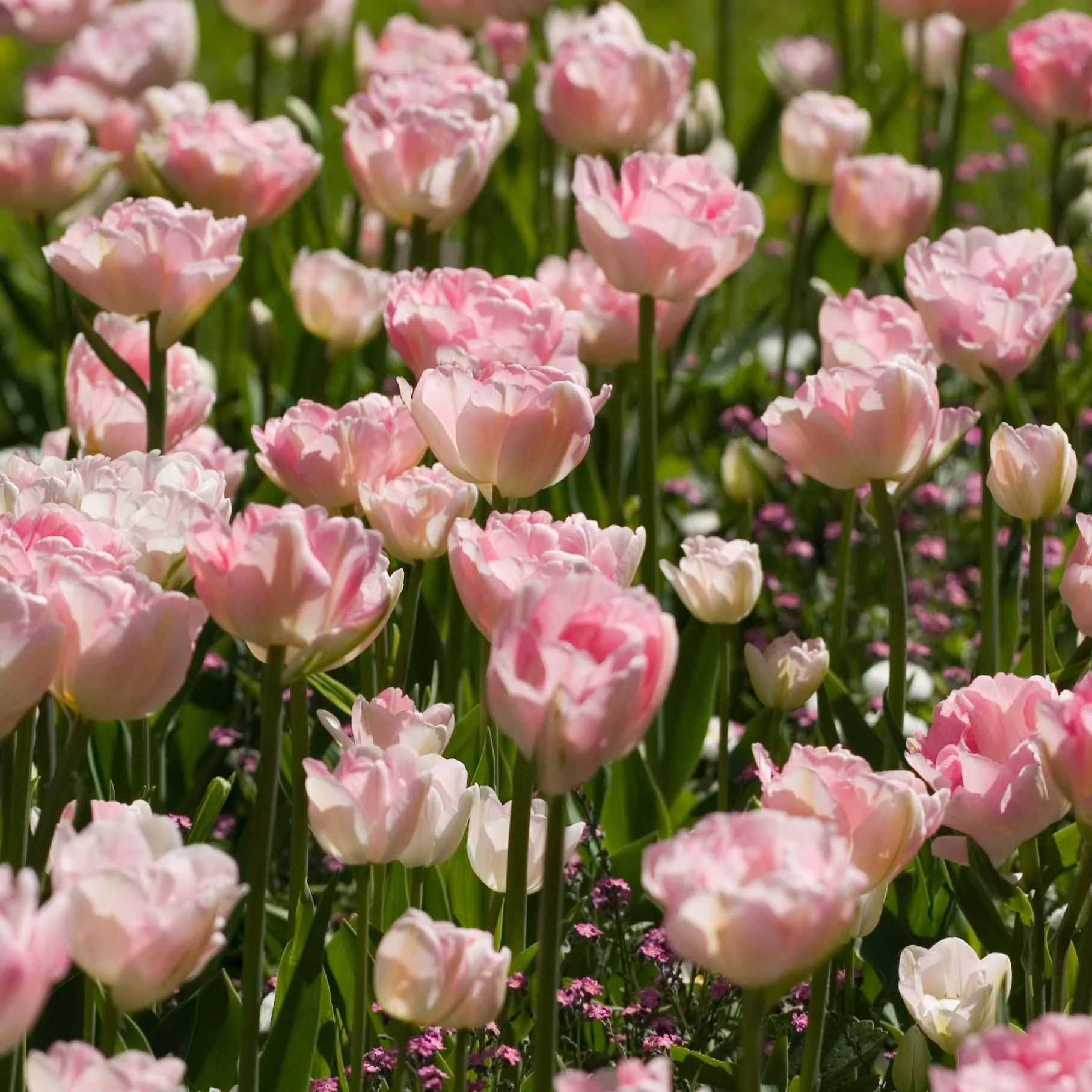 Collection de 20 Tulipes romantiques Angélique et Shirley