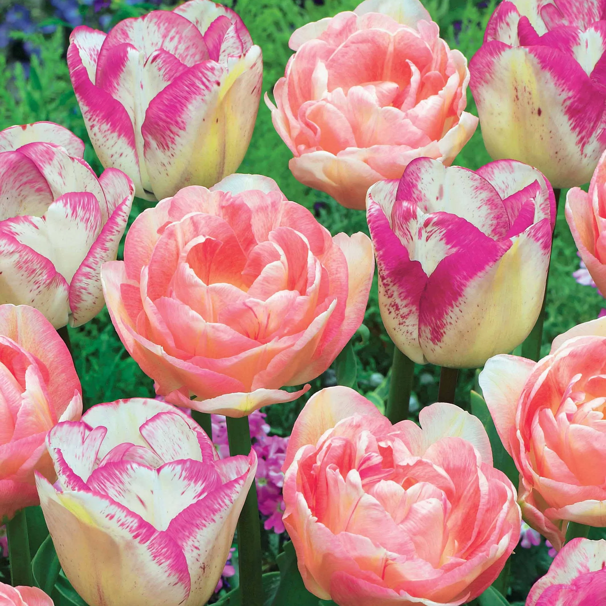 Collection de 20 Tulipes romantiques Angélique et Shirley - Image 2