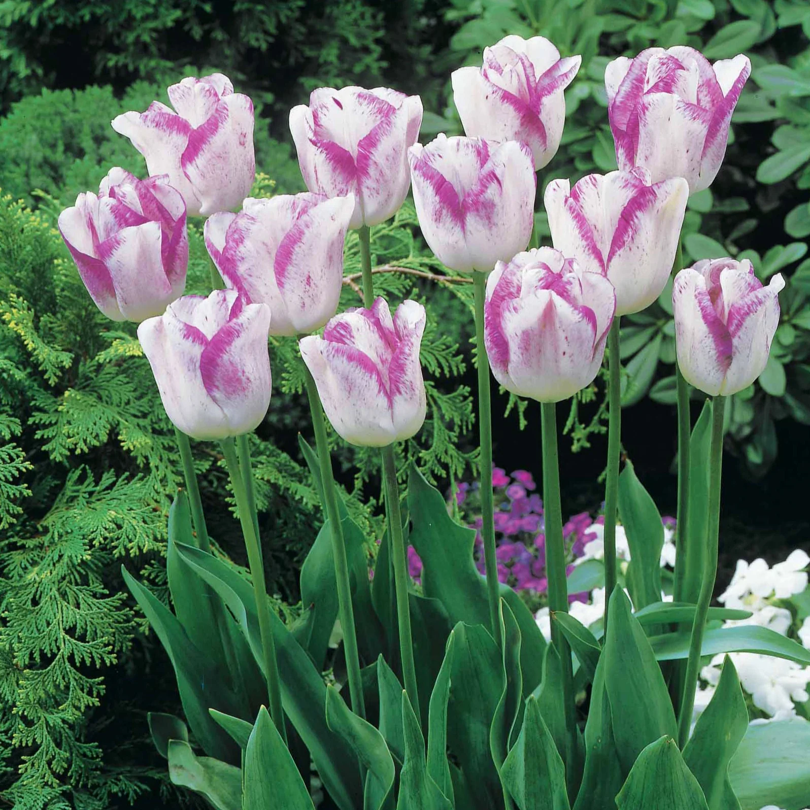 Collection de 20 Tulipes romantiques Angélique et Shirley - Image 3