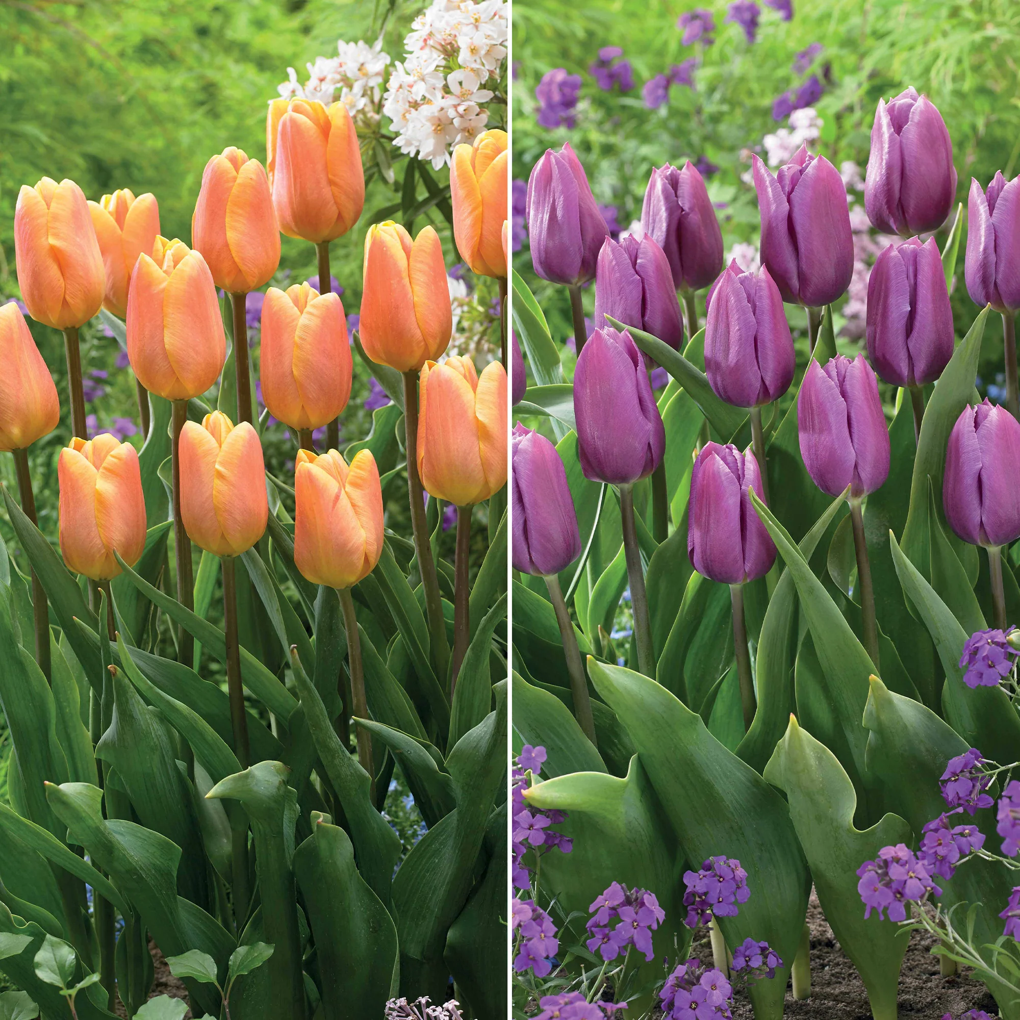 Collection de 20 Tulipes triomphe  Bellville et Blue Beauty