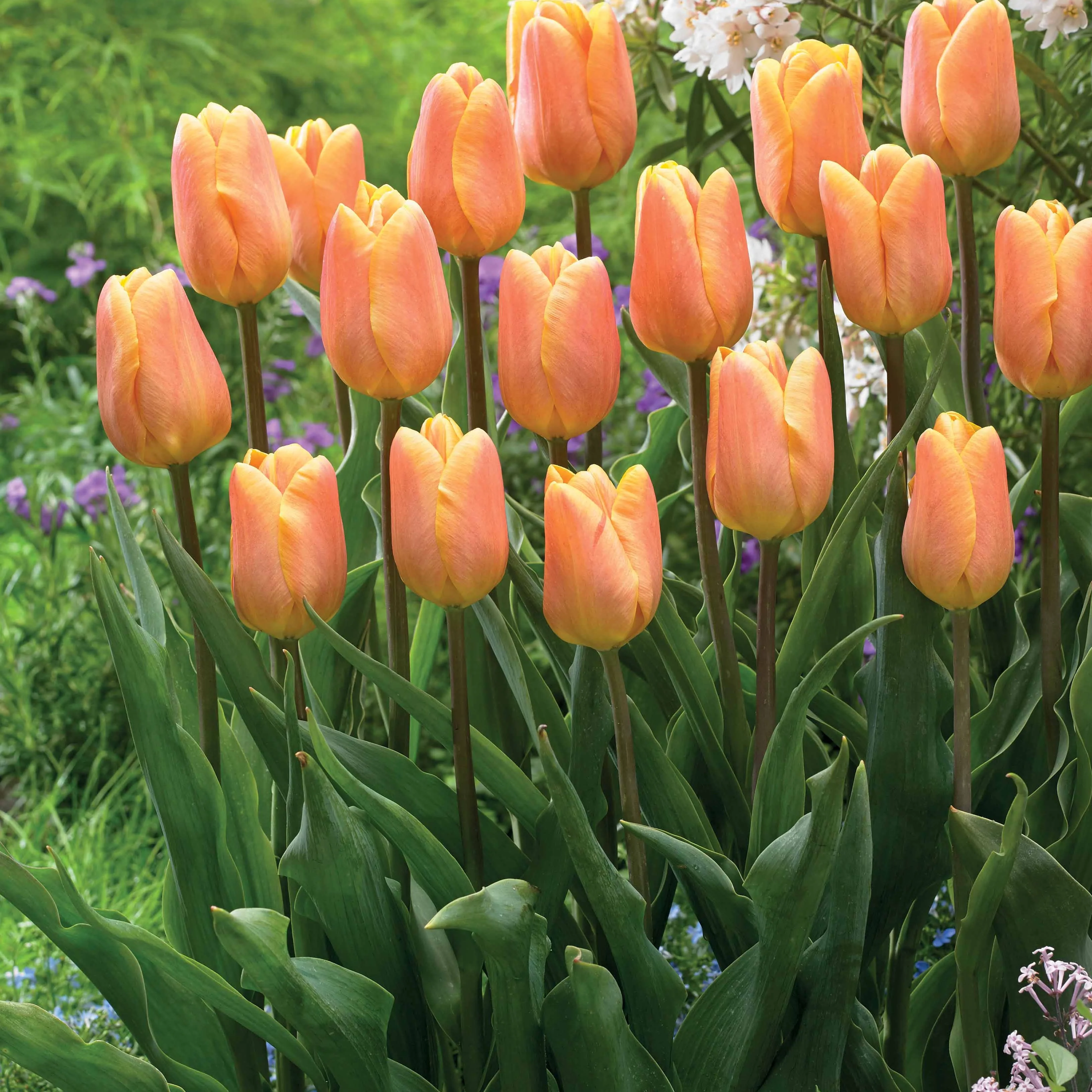 Collection de 20 Tulipes triomphe  Bellville et Blue Beauty - Image 2