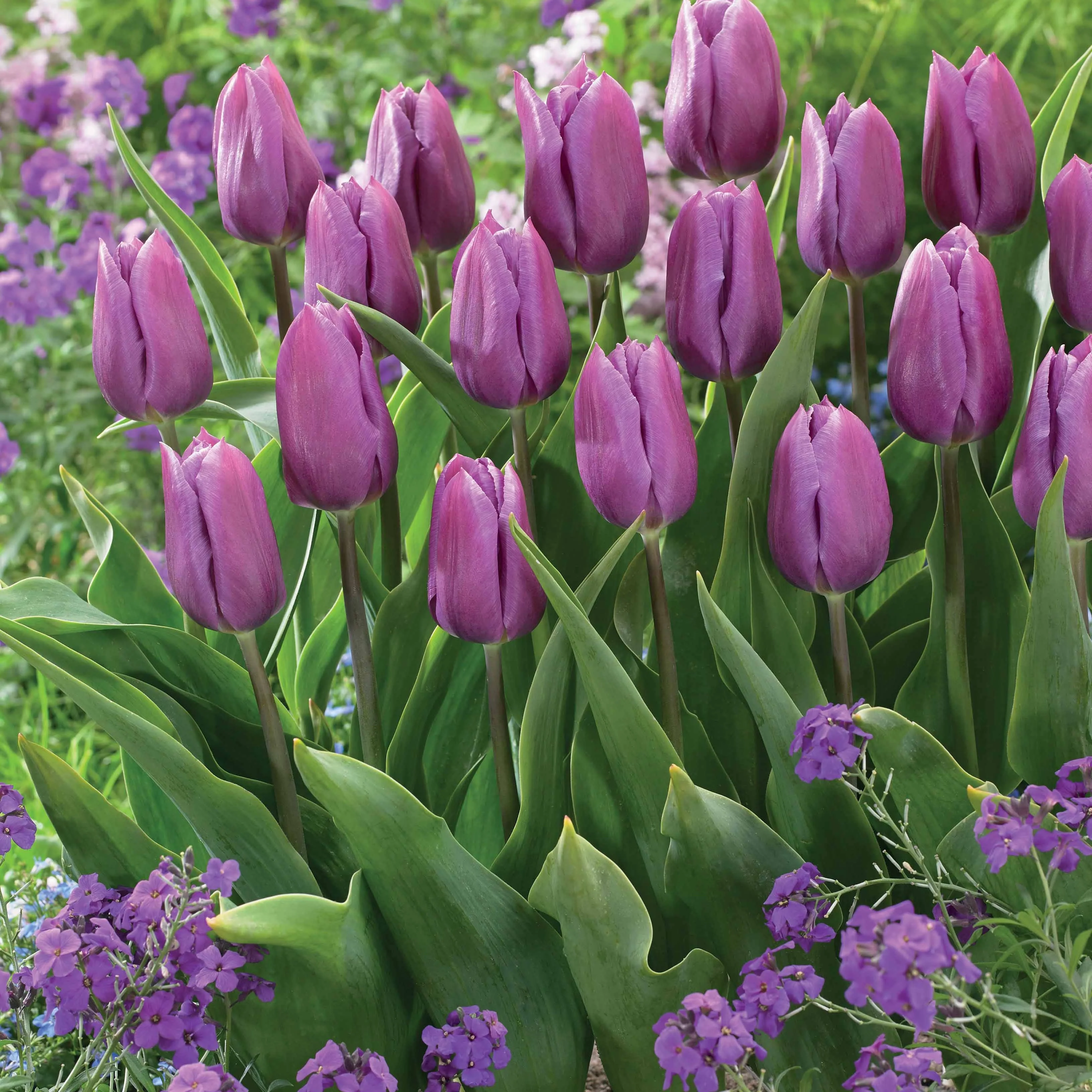 Collection de 20 Tulipes triomphe  Bellville et Blue Beauty - Image 3