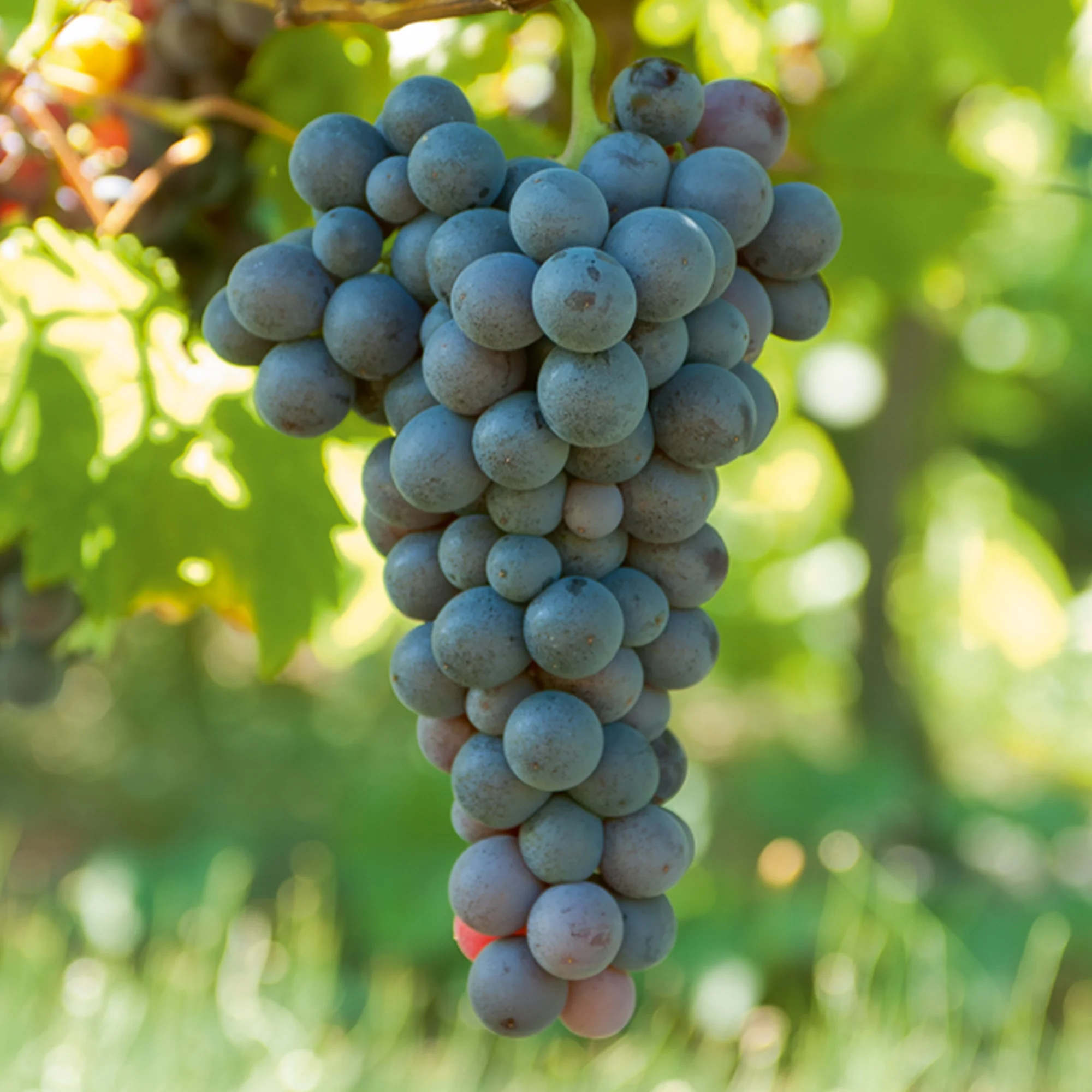 Collection de vignes - Image 3