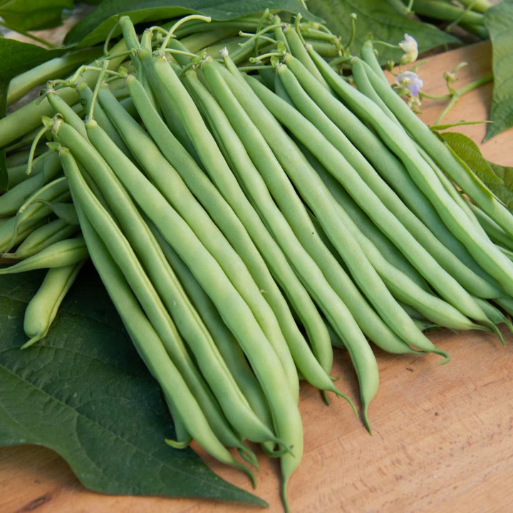 Collection d'Haricots nains - Image 2