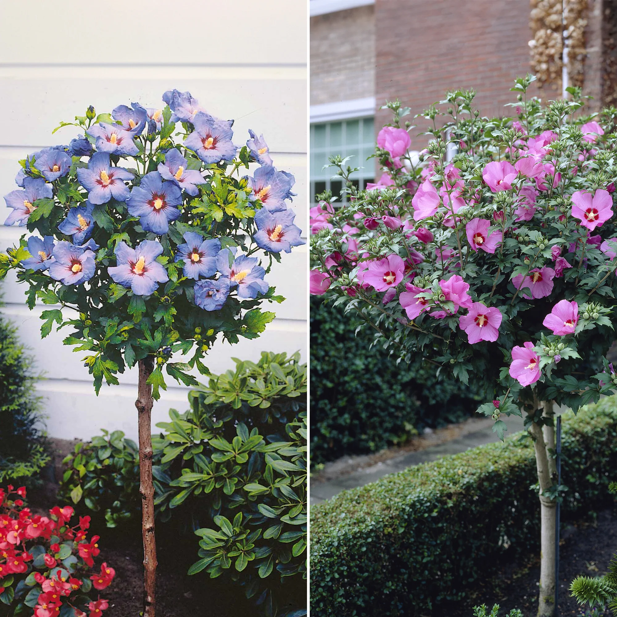 Collection de 2 Hibiscus de jardin sur tige