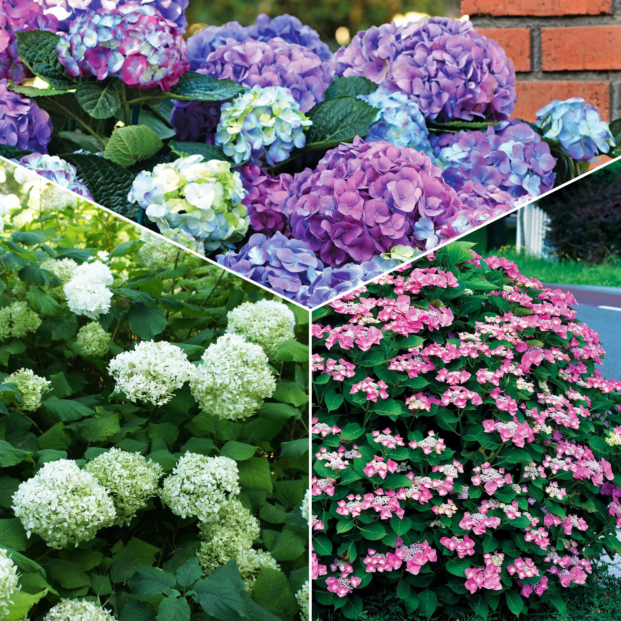 Collection d'Hortensias pour massifs et haies fleuris - 3 arbustes