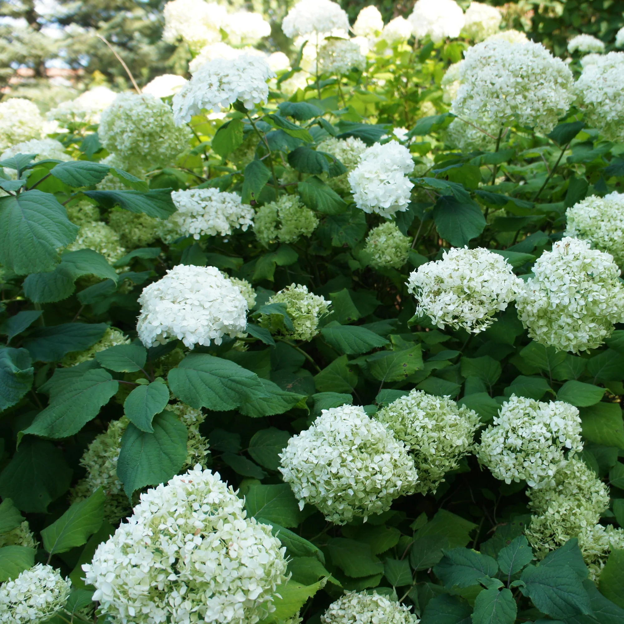 Collection d'Hortensias pour massifs et haies fleuris - 3 arbustes - Image 2