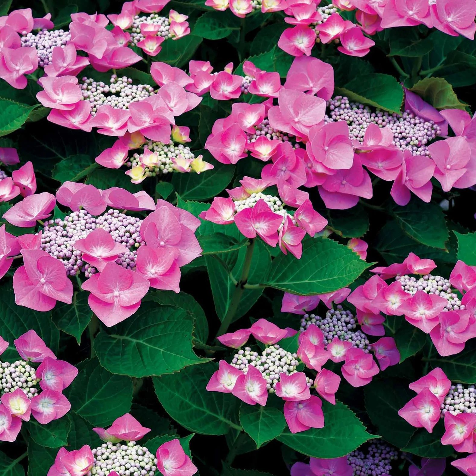 Collection d'Hortensias pour massifs et haies fleuris - 3 arbustes - Image 3