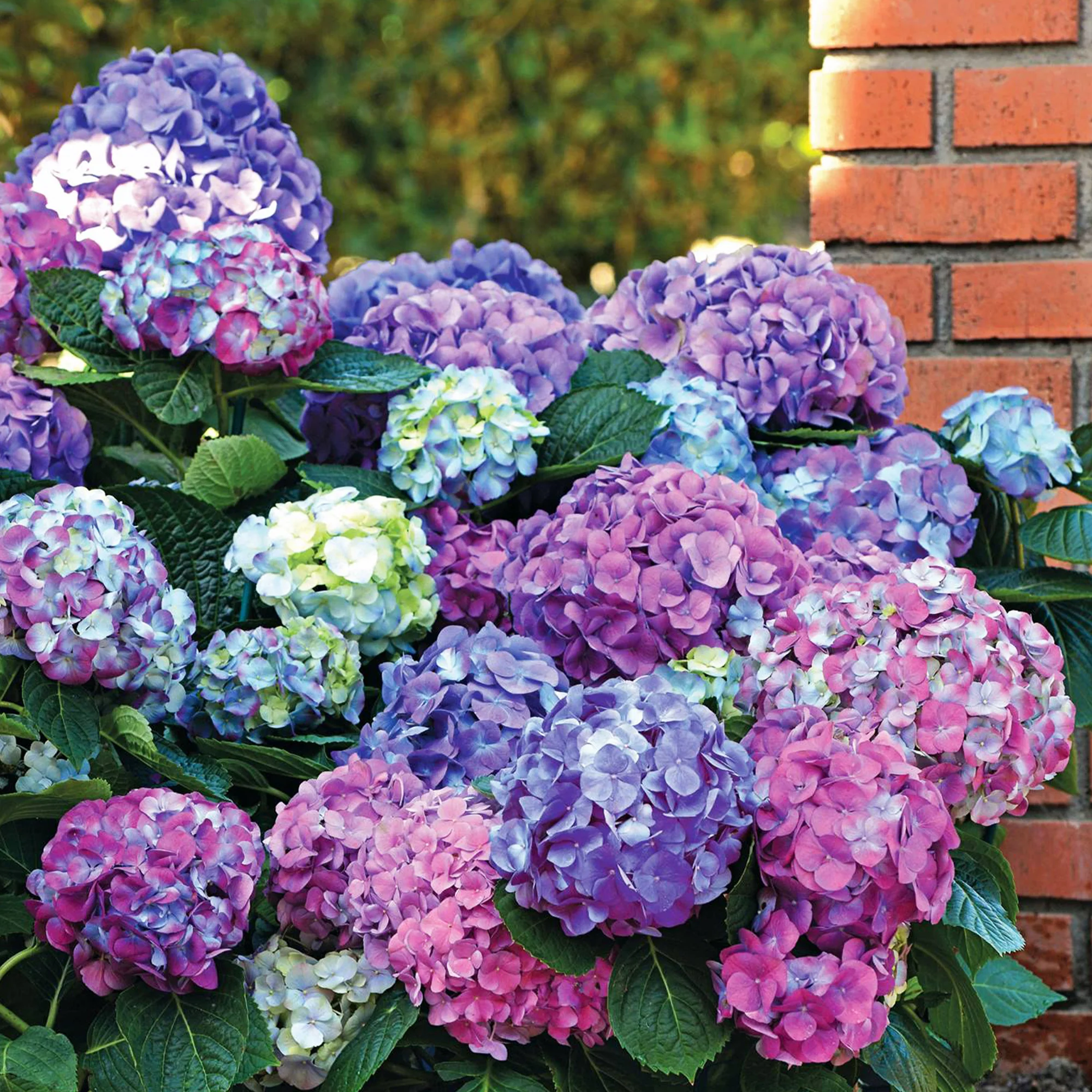 Collection d'Hortensias pour massifs et haies fleuris - 3 arbustes - Image 4