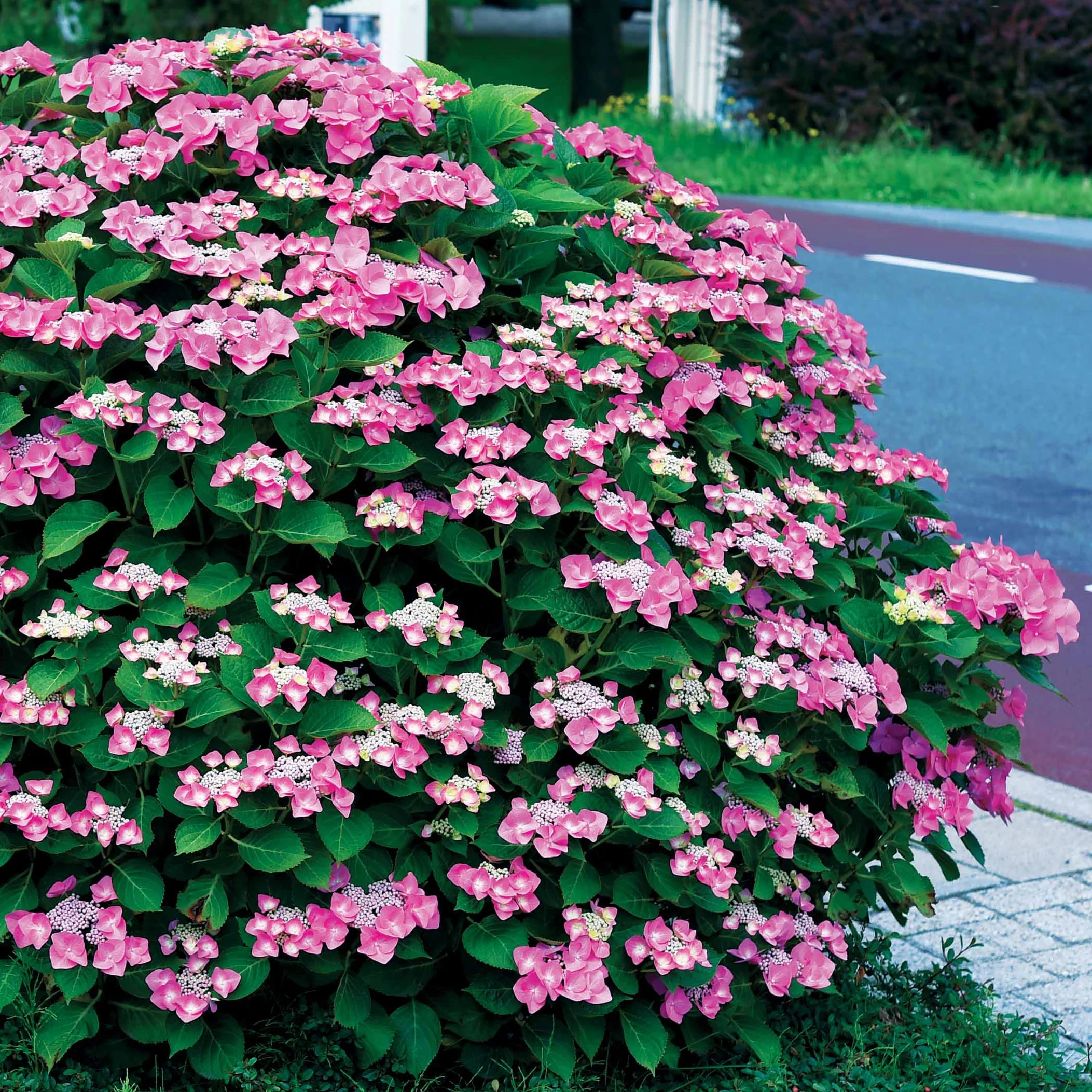 Collection d'Hortensias pour massifs et haies fleuris - 3 arbustes - Image 5