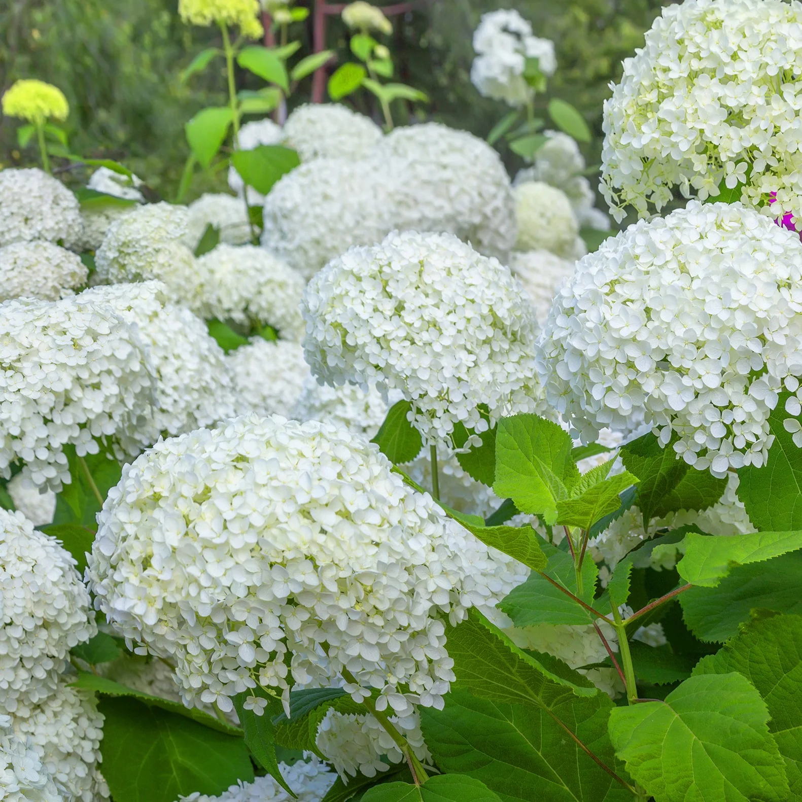 Collection d'Hortensias pour massifs et haies fleuris - 3 arbustes - Image 6