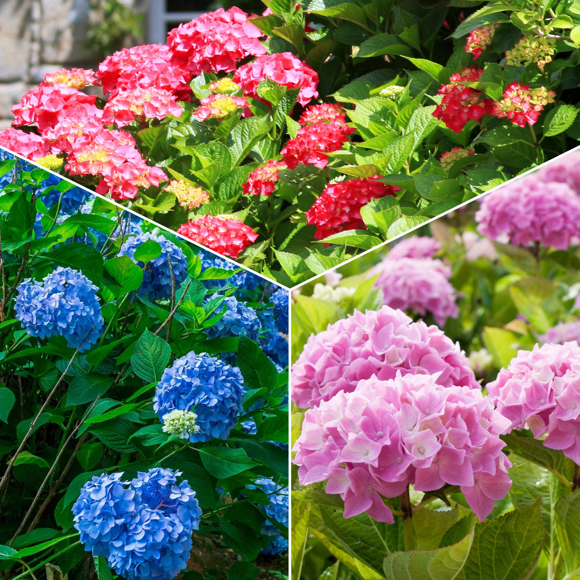 Collection de 3 Hortensias : rouge, bleu, rose