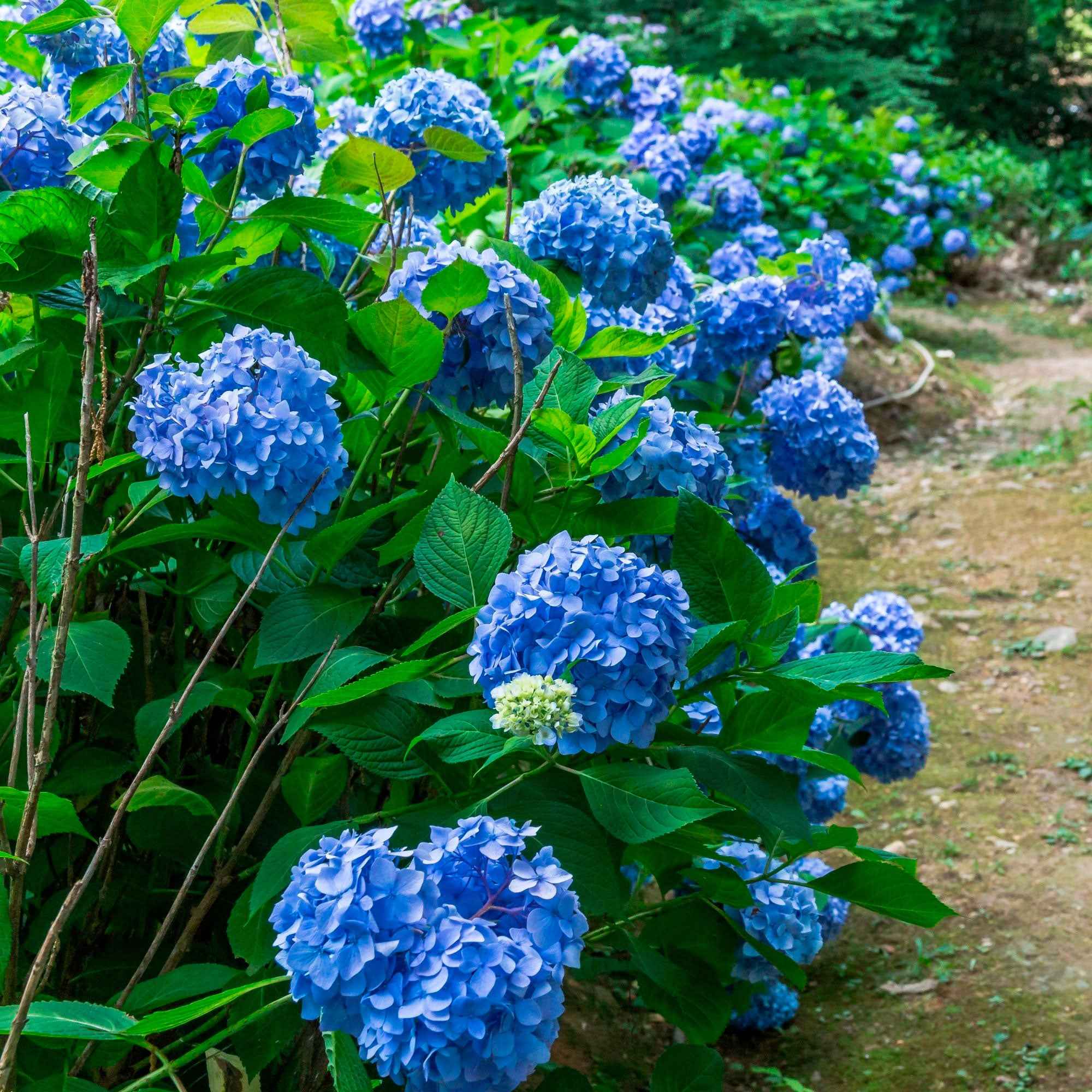 Collection de 3 Hortensias : rouge, bleu, rose - Image 3