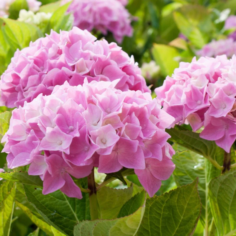 Collection de 3 Hortensias : rouge, bleu, rose - Image 4