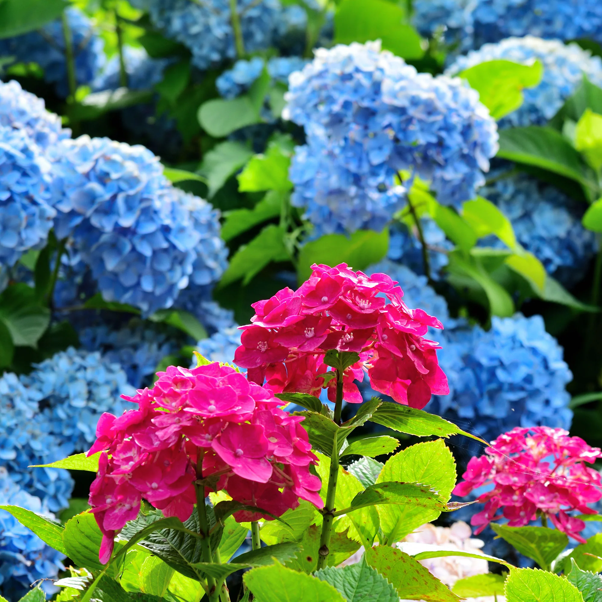 Collection de 4 Hortensias rouges et bleus