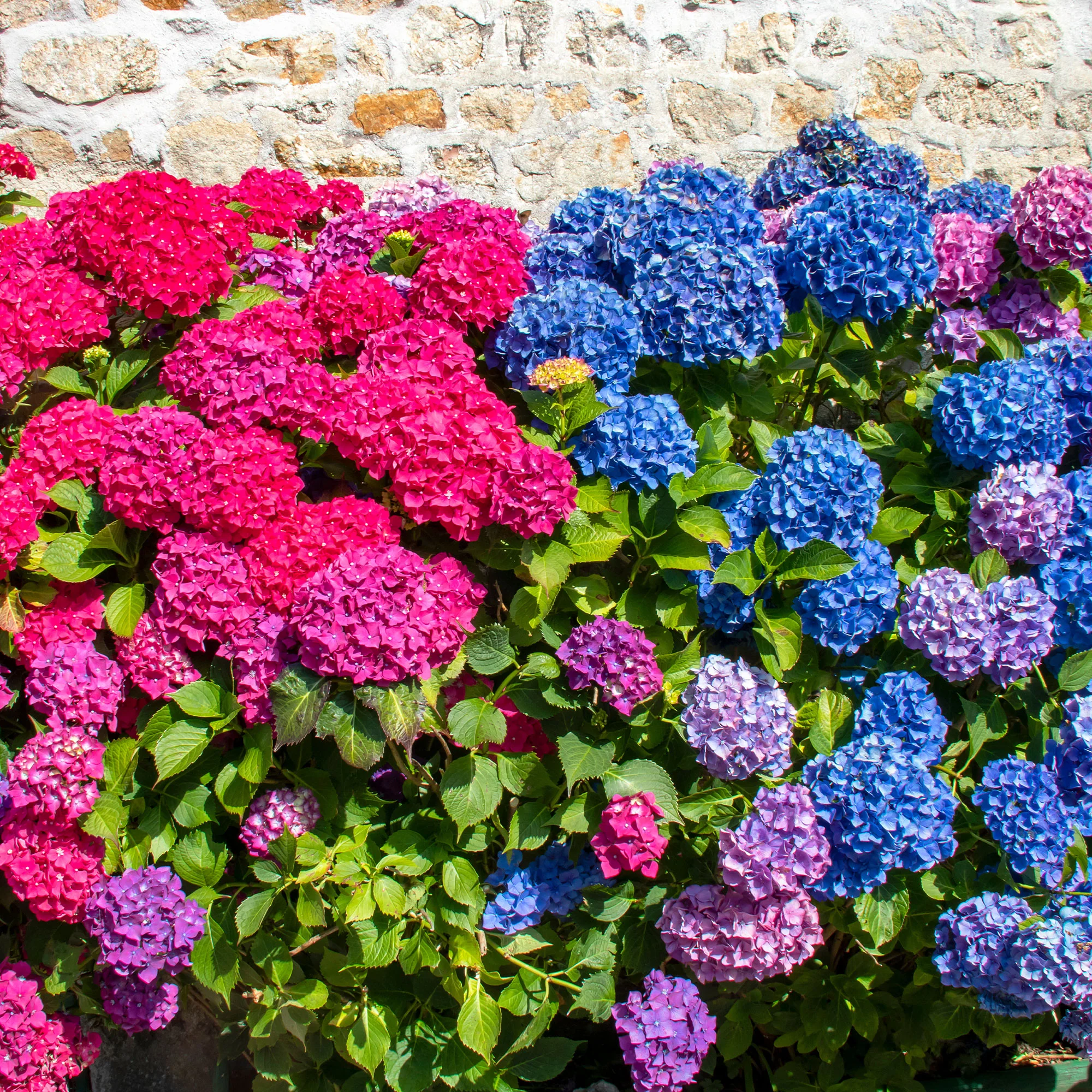 Collection de 4 Hortensias rouges et bleus - Image 2