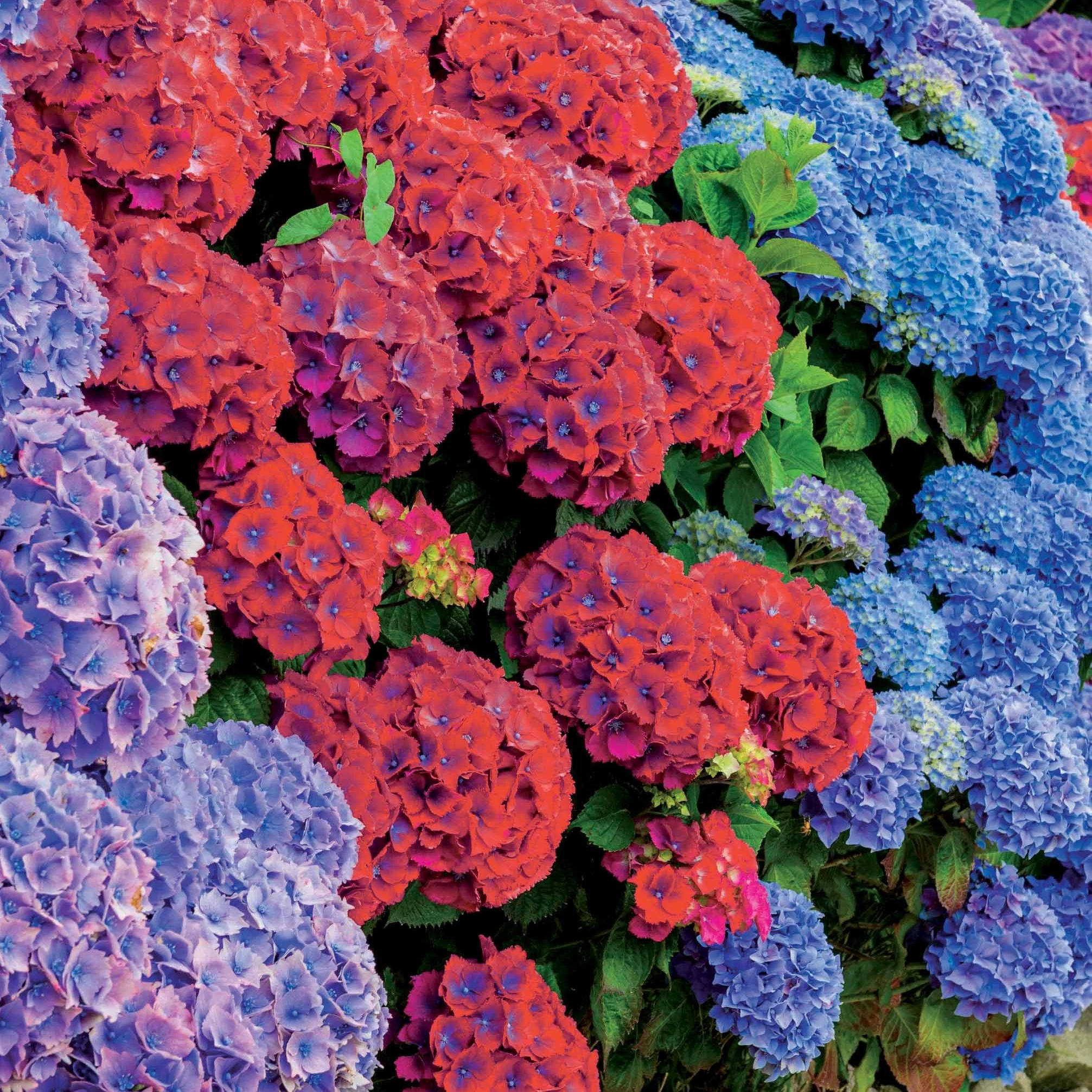 Collection de 4 Hortensias rouges et bleus - Image 5