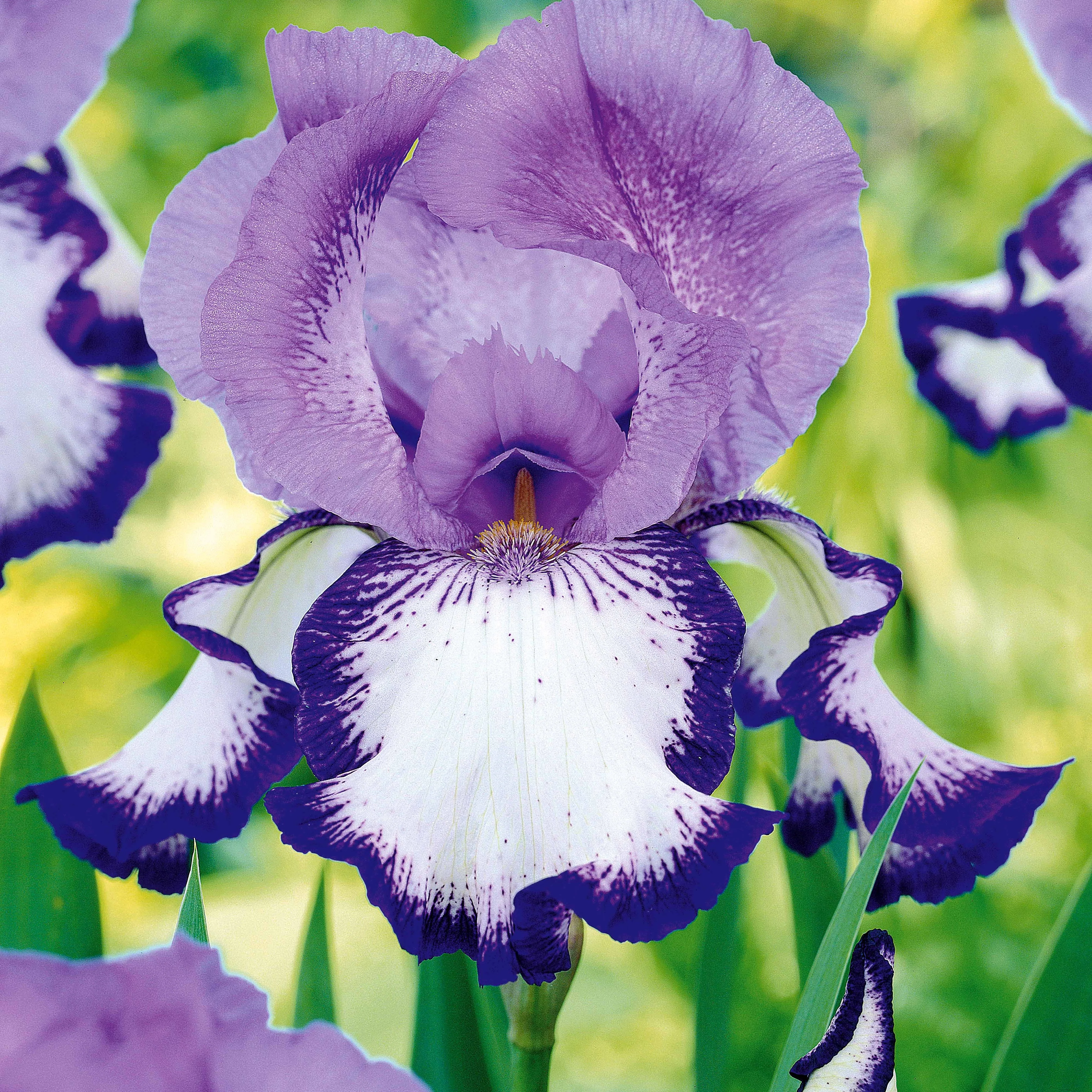 Collection de 6 Iris de jardin : Lasso, Bordure, Sangreal - Image 3