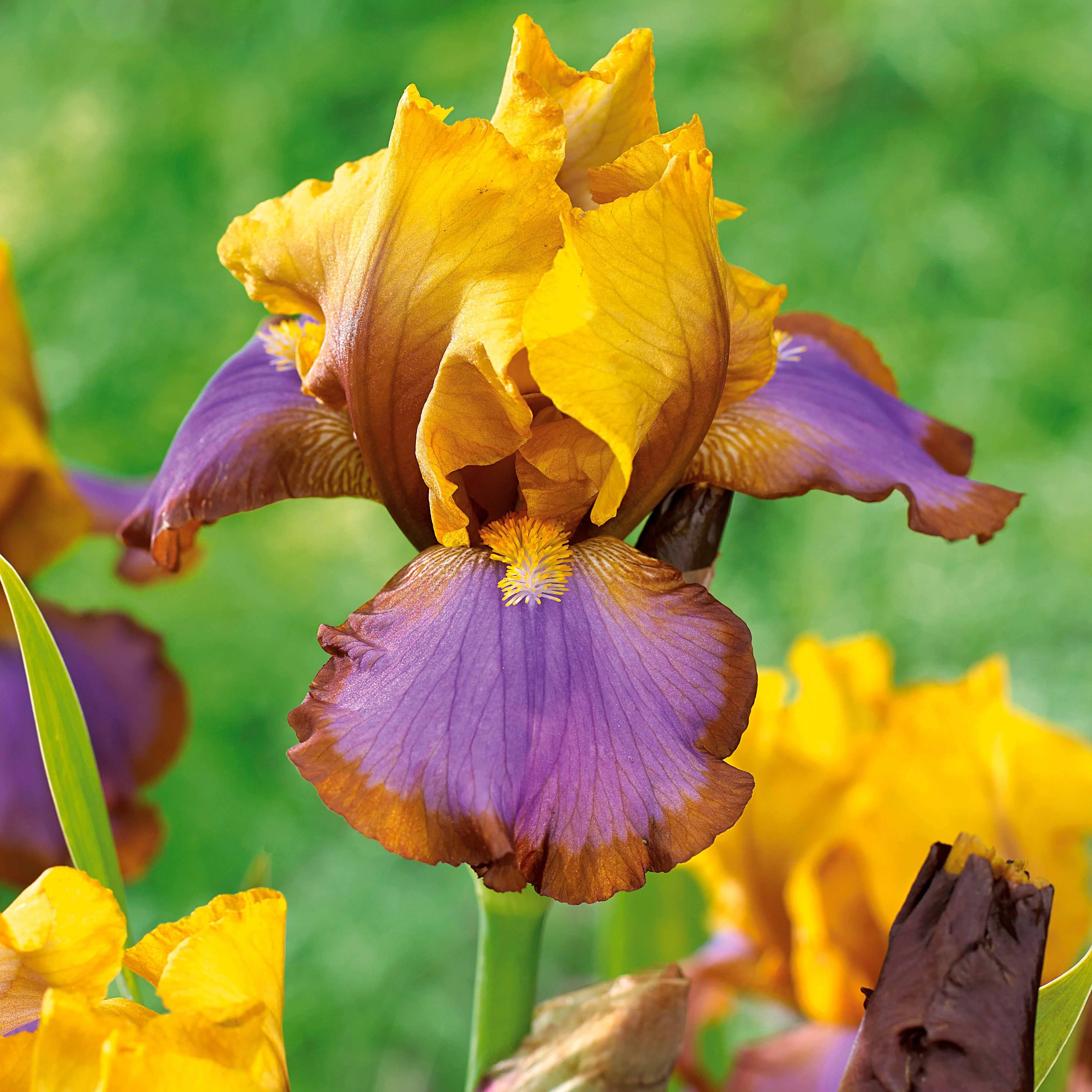 Collection de 6 Iris de jardin : Lasso, Bordure, Sangreal - Image 4