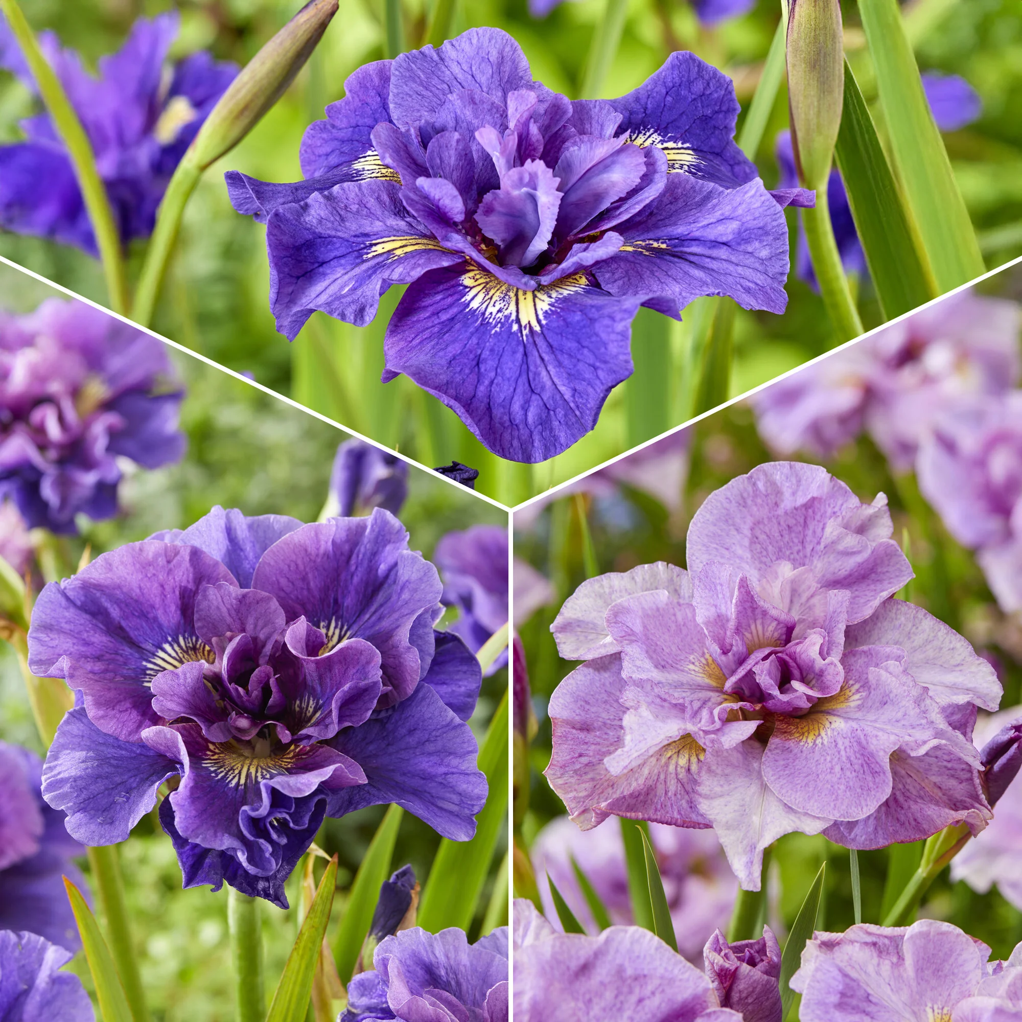 Collection d'Iris de Sibérie