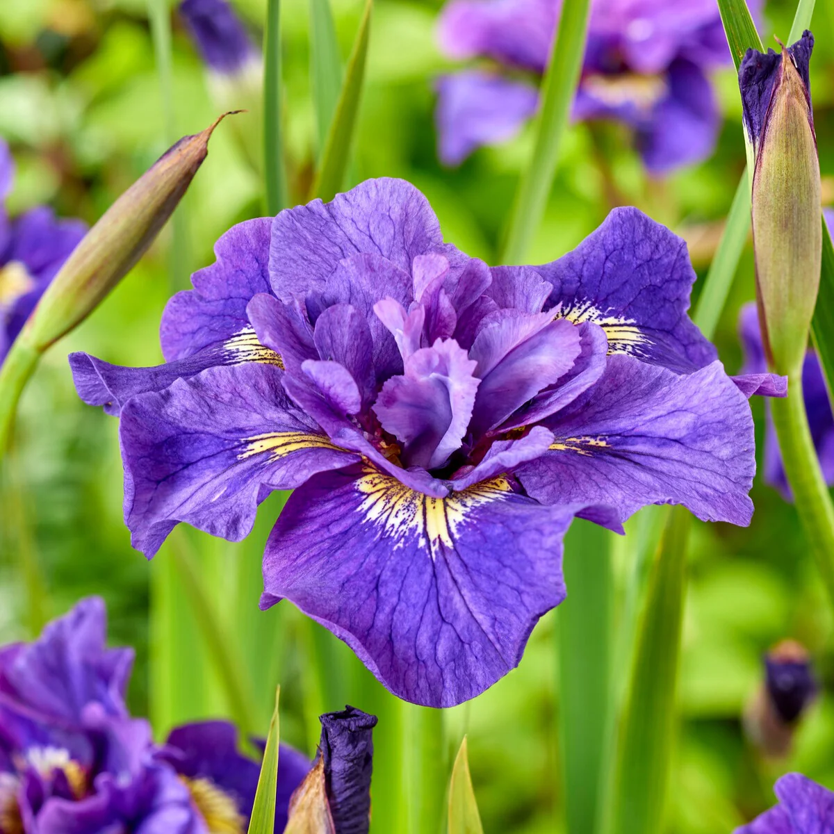 Collection d'Iris de Sibérie - Image 2