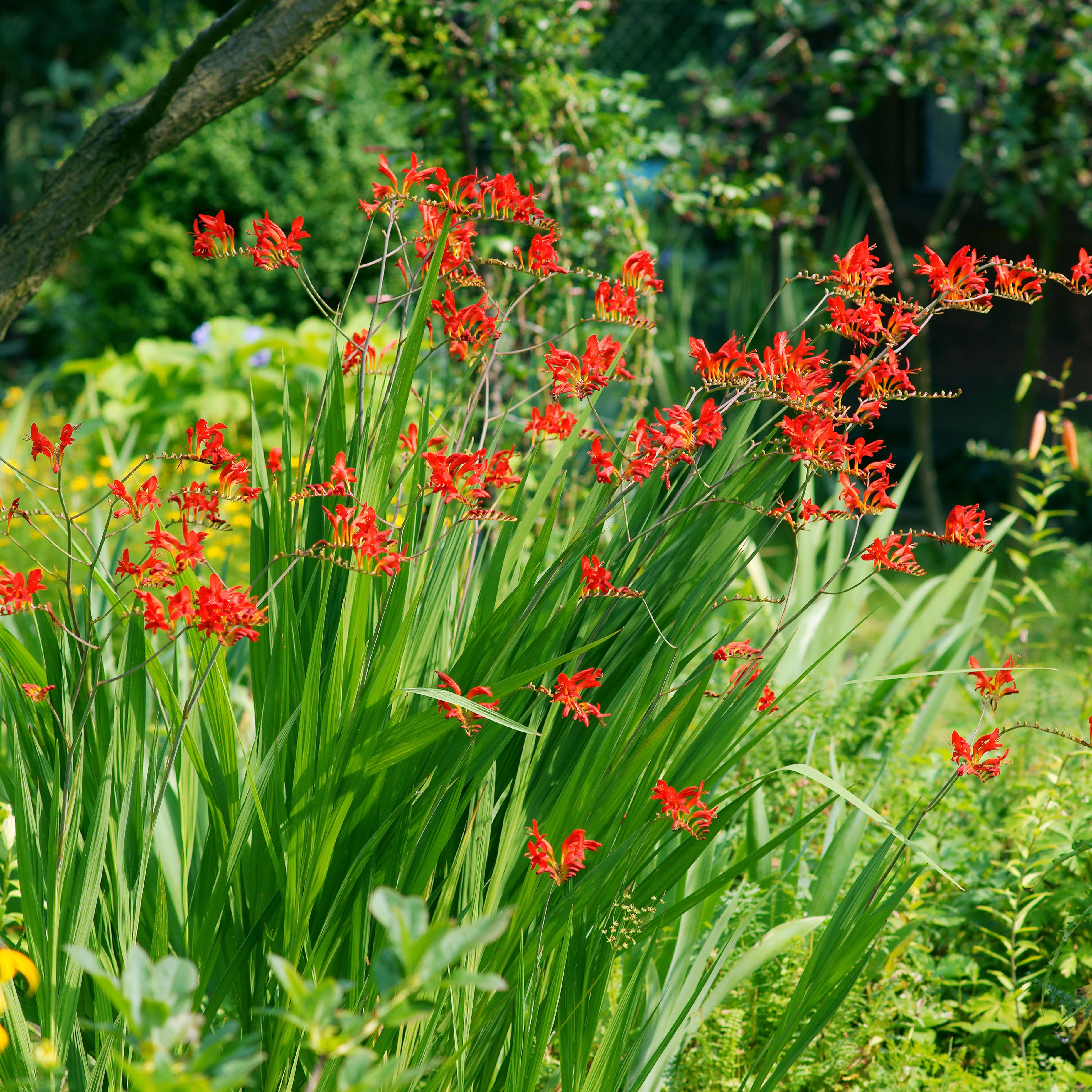 Collection Massif d'été fleuri - 45 bulbes - Superficie env. 1,5 m² - Image 10