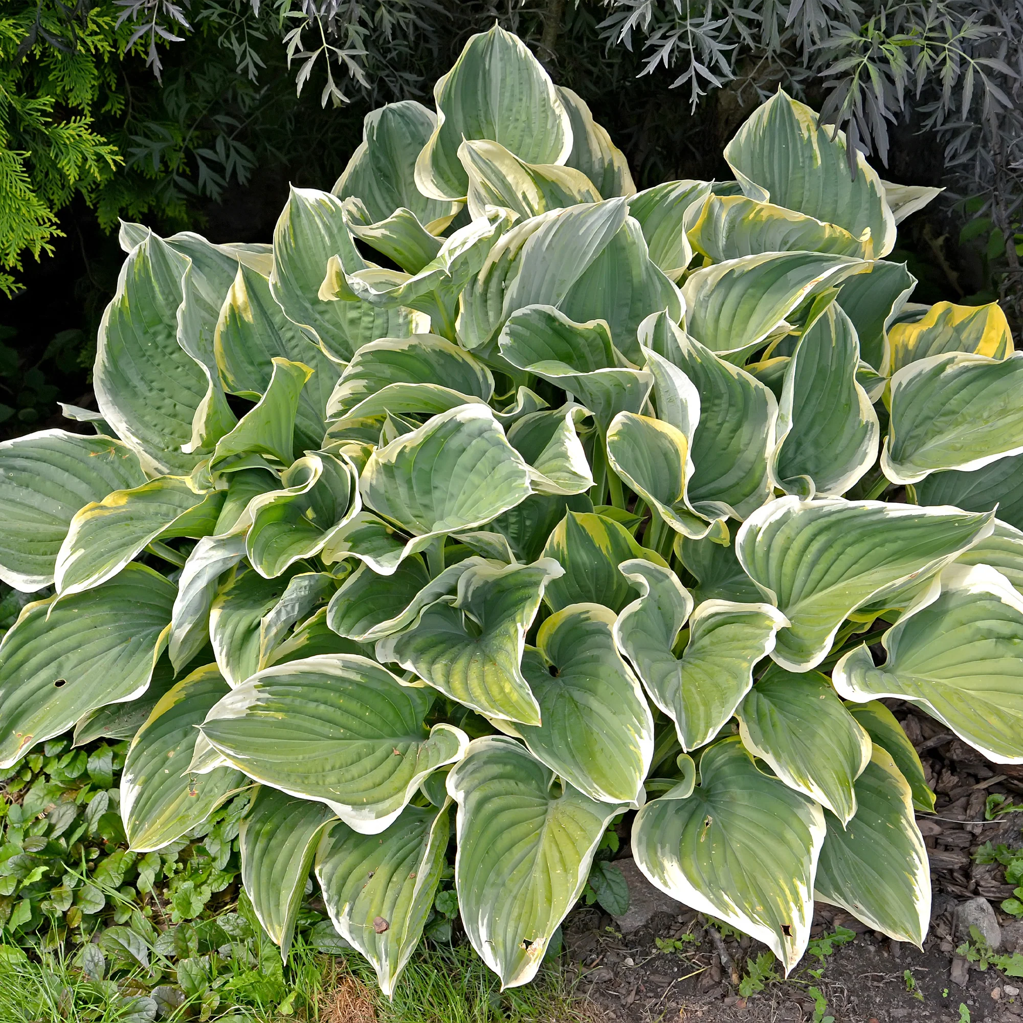 Collection variée de 12 plantes vivaces  - 2 m² - Image 11